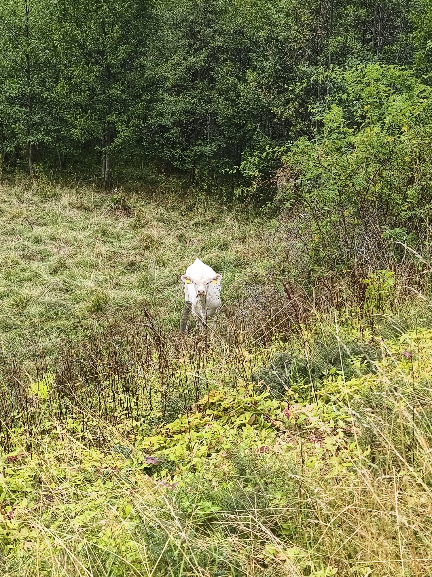 A white cow with yellow ear tags stands in a grassy field with trees in the background. The cow is facing forward and appears to be looking at the camera. The field is covered in green grass and some dry, brown stalks of grass. The trees in the background are tall and dense, with green leaves. The scene appears to be in a rural area, possibly in Brokind, Sweden, given the context.