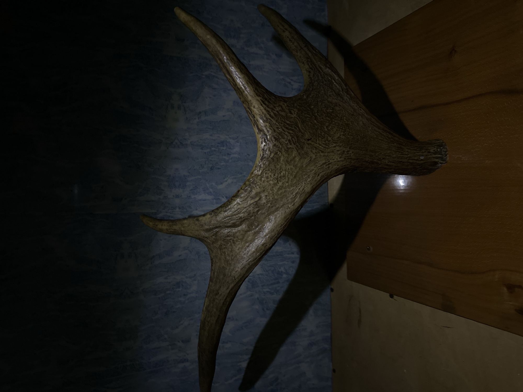 The image shows a single antler, likely from a deer or similar animal, mounted on a wooden base. The antler is a light brown color with visible texture and ridges. It branches into two main points, one extending horizontally to the left and the other curving upwards and to the right, with a smaller tined projection. The antler casts a prominent shadow on the wall behind it, which appears to be a blue, textured surface. The base is made of polished wood, reflecting light. The overall lighting is dim, with a spotlight effect highlighting the antler. The image does not contain any elements that place it specifically in Luhansk, Ukraine, or any other city. The context provided regarding the location is not supported by the visual evidence in the image.