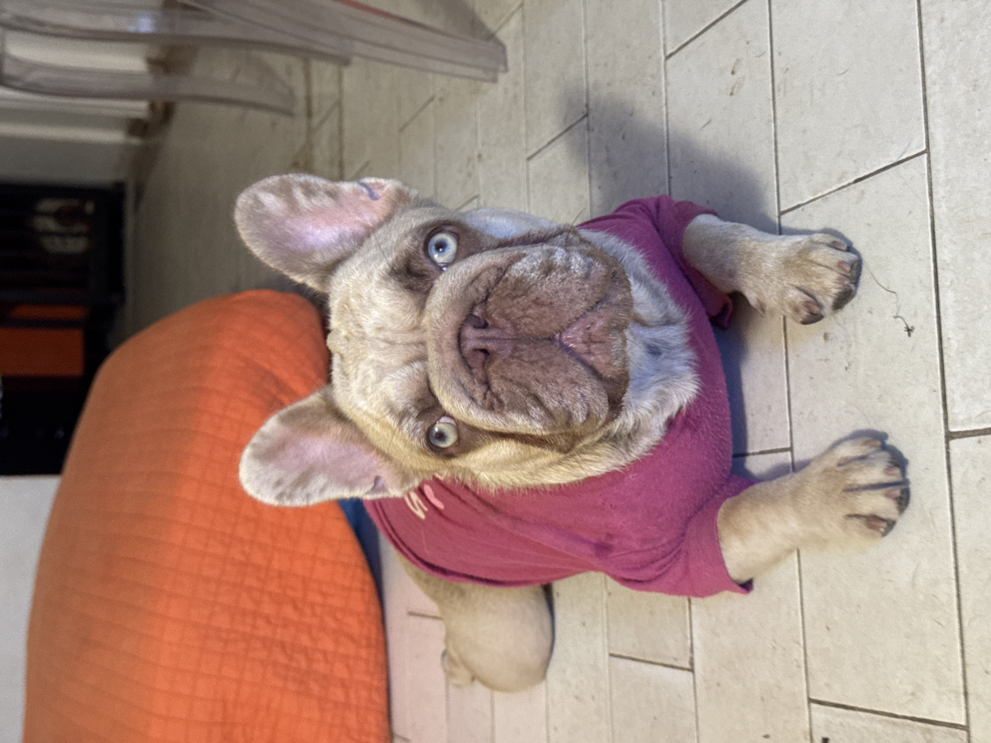 This is a close-up, high-angle shot of a fawn-colored French Bulldog wearing a bright pink long-sleeved shirt. The dog is sitting on a tiled floor, with its head tilted slightly upwards and to the side. Its large, expressive blue eyes are looking directly at the camera. The dog's snout is wrinkled, and its ears are perked up. A portion of an orange cushioned surface is visible to the left of the dog. The setting appears to be indoors, likely a home, with the tiled floor and an out-of-focus background suggesting living space. There is no visible text in the image. The lighting suggests it could be daytime, possibly indoors with artificial light. The dog's expression seems alert and engaging.