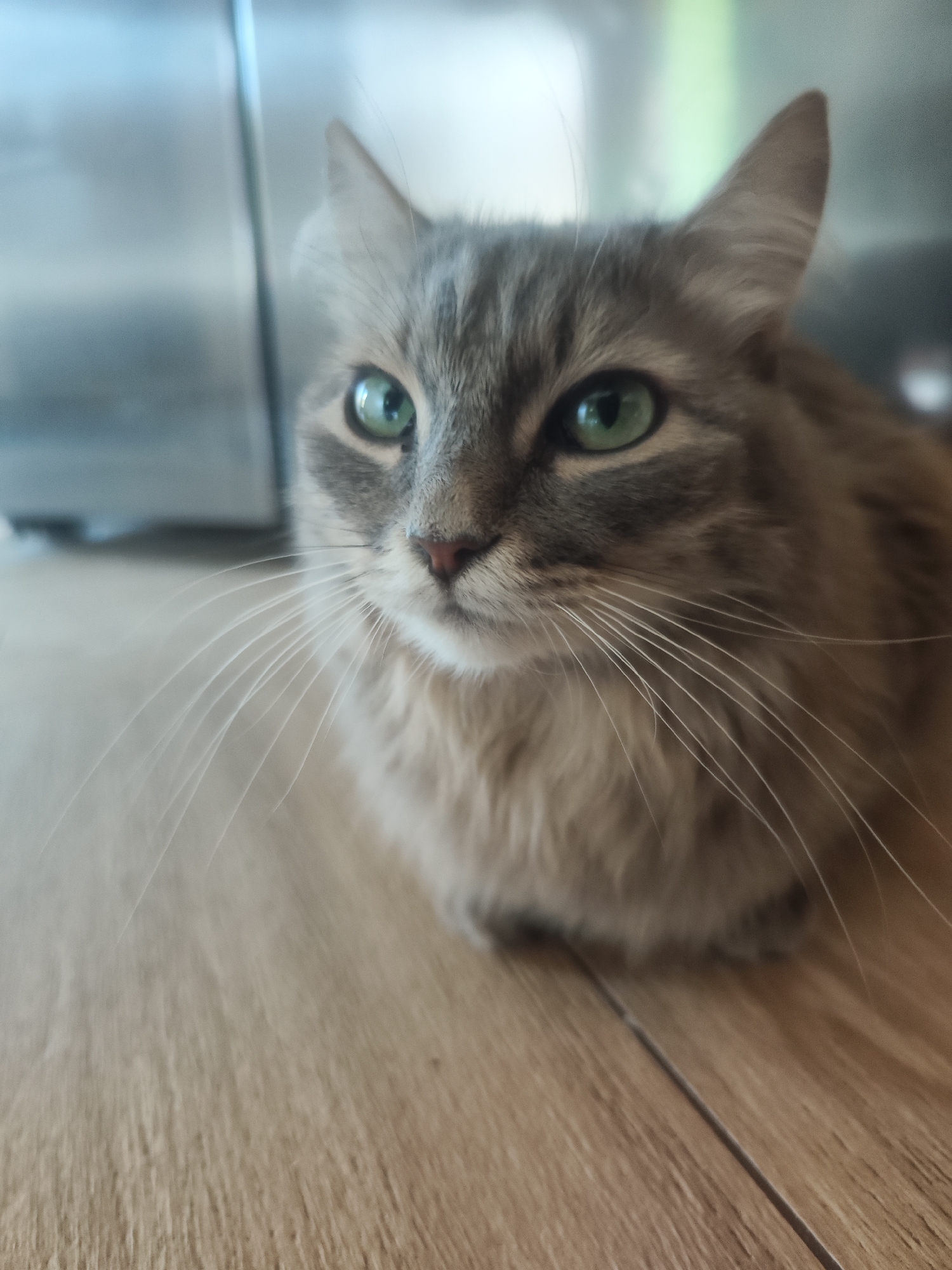 A medium-shot photograph shows a gray tabby cat indoors. The cat is sitting on a wood-grain floor. The cat has green eyes and long white whiskers. The cat appears to be loafing with its paws tucked underneath it. A blurred stainless steel appliance is visible in the background. The photograph was taken indoors in the city of Chaikovsky, Russia.