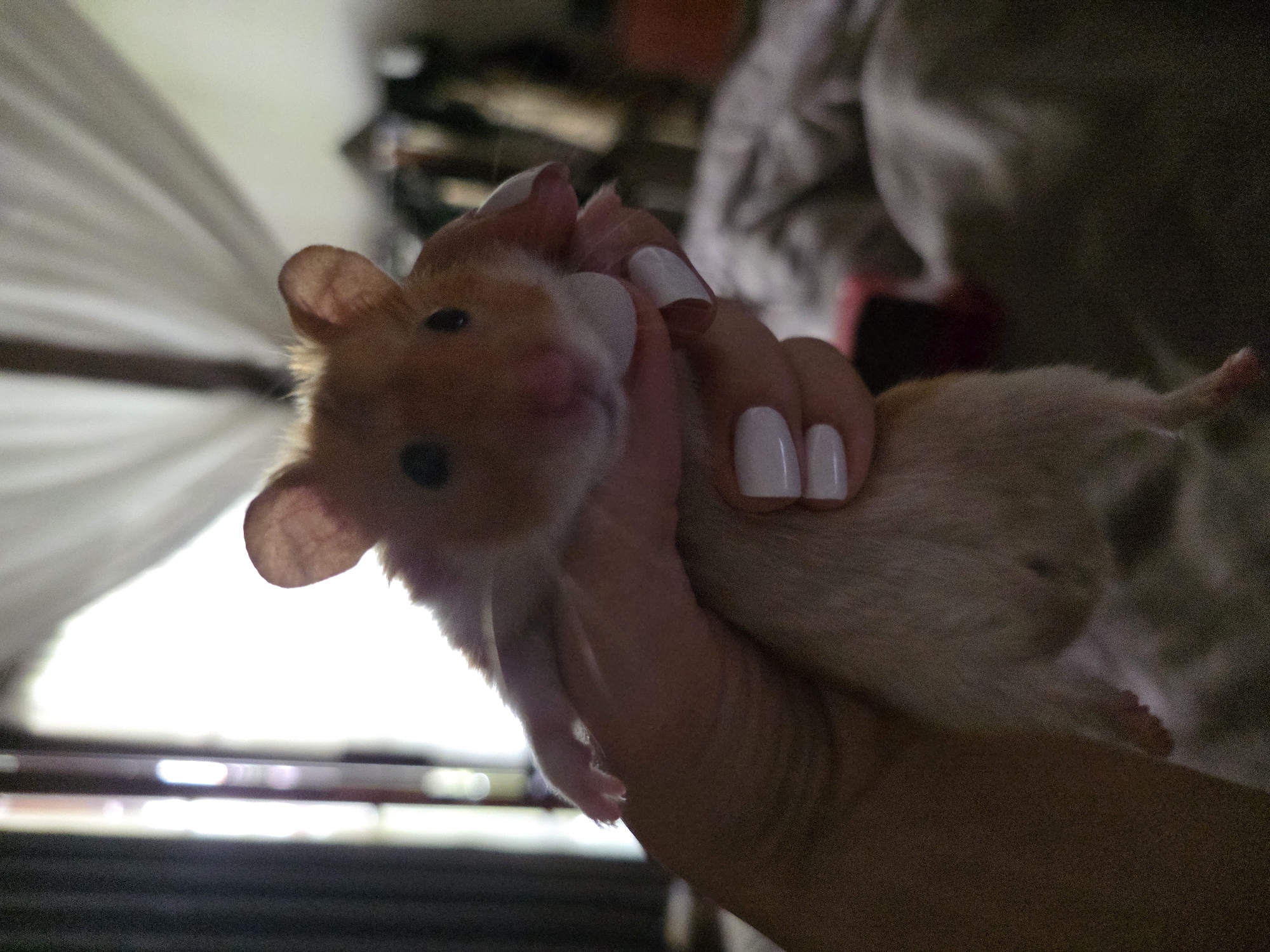 A person's hand with white polished nails holds a golden hamster. The hamster is mostly tan with white patches, and its tail is visible. The background is blurry, with a light-colored curtain and dark furniture visible. The location, North Kuta, Indonesia, is not discernible from the image.