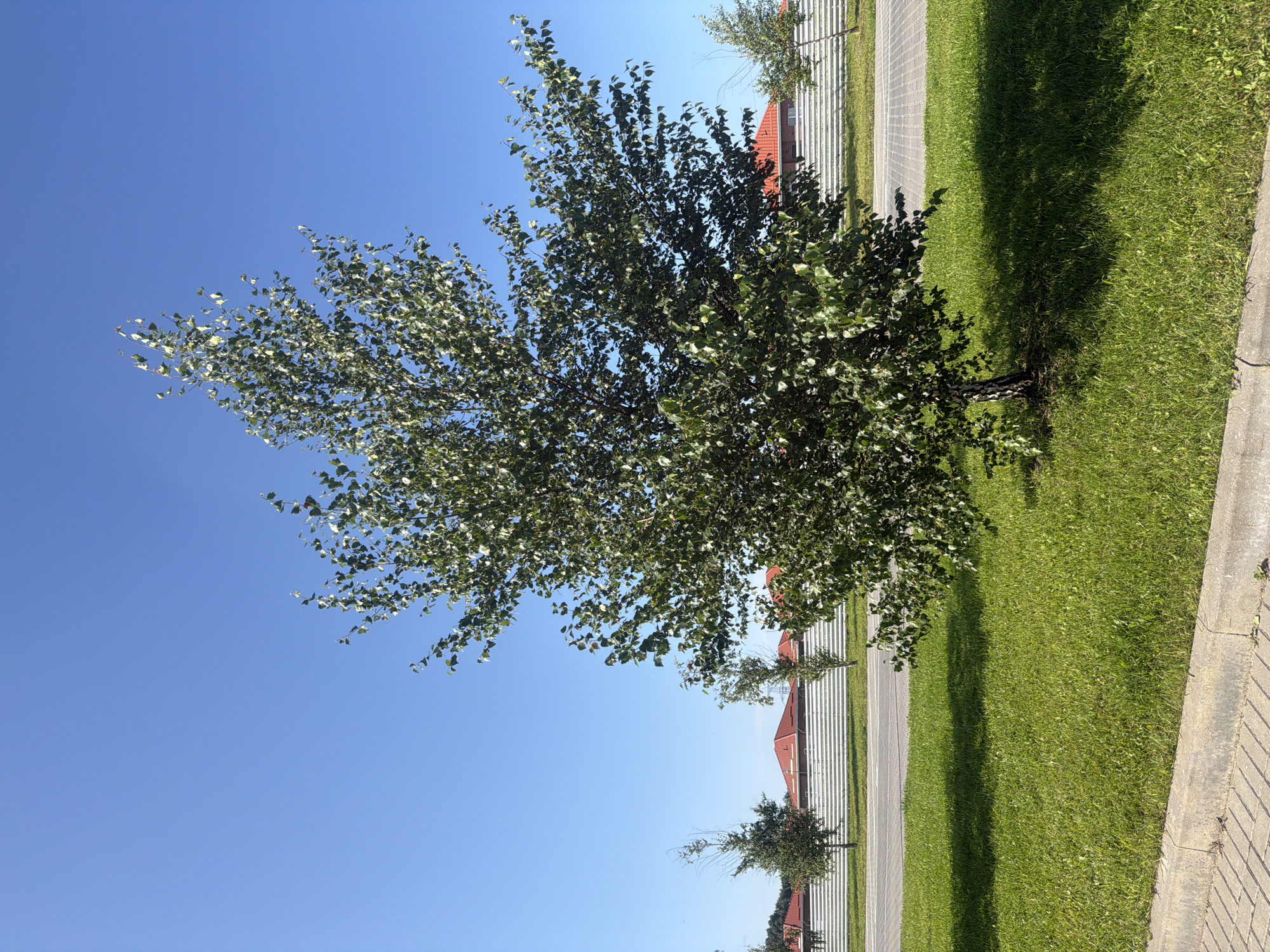 The image shows a solitary birch tree with a sparse canopy of green leaves, standing on a well-maintained grassy area. The grass is a vibrant green, suggesting it is well-watered and recently mowed. The tree is positioned in front of a white, horizontal slatted fence, behind which are several buildings with distinctive red, gabled roofs. The sky is a clear, bright blue, indicating a sunny day. In the foreground, a concrete curb separates the grassy area from a paved walkway or road, which is marked with lighter and darker grey paving stones laid in a pattern. The scene appears to be an outdoor public space, possibly a park or a landscaped area along a street in Laskino, Russia. No people are visible in the image. The overall impression is one of an orderly, suburban or semi-urban environment under a clear sky.