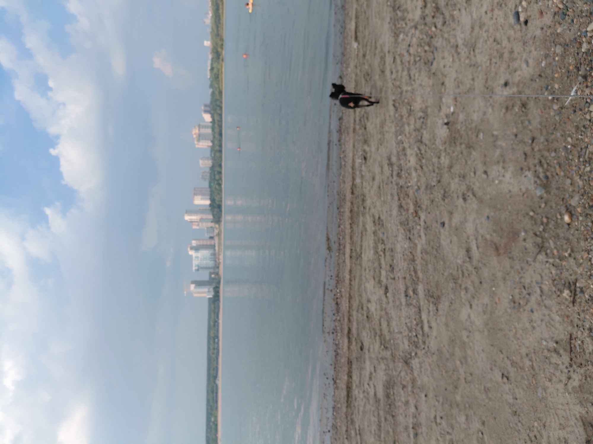 The image depicts a wide, calm body of water, likely the Ob River, with a sandy and pebbly shoreline in the foreground. A small, black dog wearing a pink collar is visible on the shore, facing away from the camera. In the distance, across the water, a modern cityscape with numerous high-rise buildings is silhouetted against a cloudy sky. The scene suggests a leisurely day by the river in Novosibirsk, Russia. There are also a few buoys and a person in a kayak in the water. The overall lighting suggests it is daytime, possibly late afternoon.