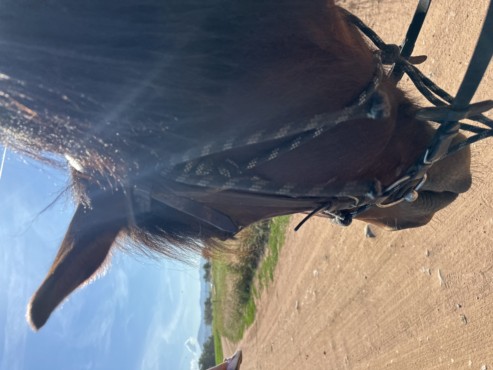 The image is a close-up, low-angle shot of a brown horse's head, taken from the perspective of someone riding it. The horse is wearing a bridle with a metal bit. The horse's mane is visible, and some strands are catching the sunlight, creating a glistening effect. In the background, a dirt road stretches ahead, flanked by dry grass and fields. Beyond the fields, a distant mountain range is visible under a clear blue sky with scattered white clouds. A portion of a person's leg, wearing an orange sandal, is visible on the left side of the frame, indicating the presence of a rider. The overall scene suggests a ride on a sunny day in a rural or natural setting, possibly in Voynegovtsi, Bulgaria, given the characteristic landscape.