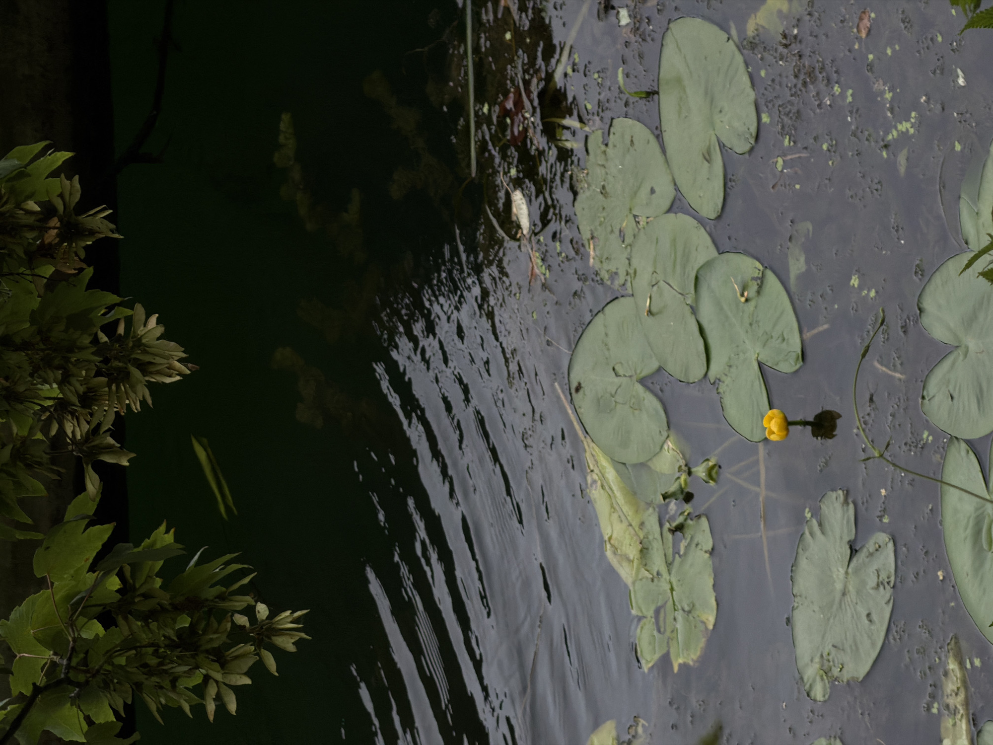 The image depicts a close-up view of a body of water, likely a canal or pond, with lily pads and a single yellow water lily in bloom. Overhanging branches with green leaves and seed pods are visible in the upper portion of the frame, creating a shaded canopy over the water. The water is dark and still, with ripples on its surface. The scene is consistent with an outdoor setting in a park or natural area. Joinville-le-Pont is known for its canals and green spaces, making this a plausible location. There are no people or animals clearly visible in the image.