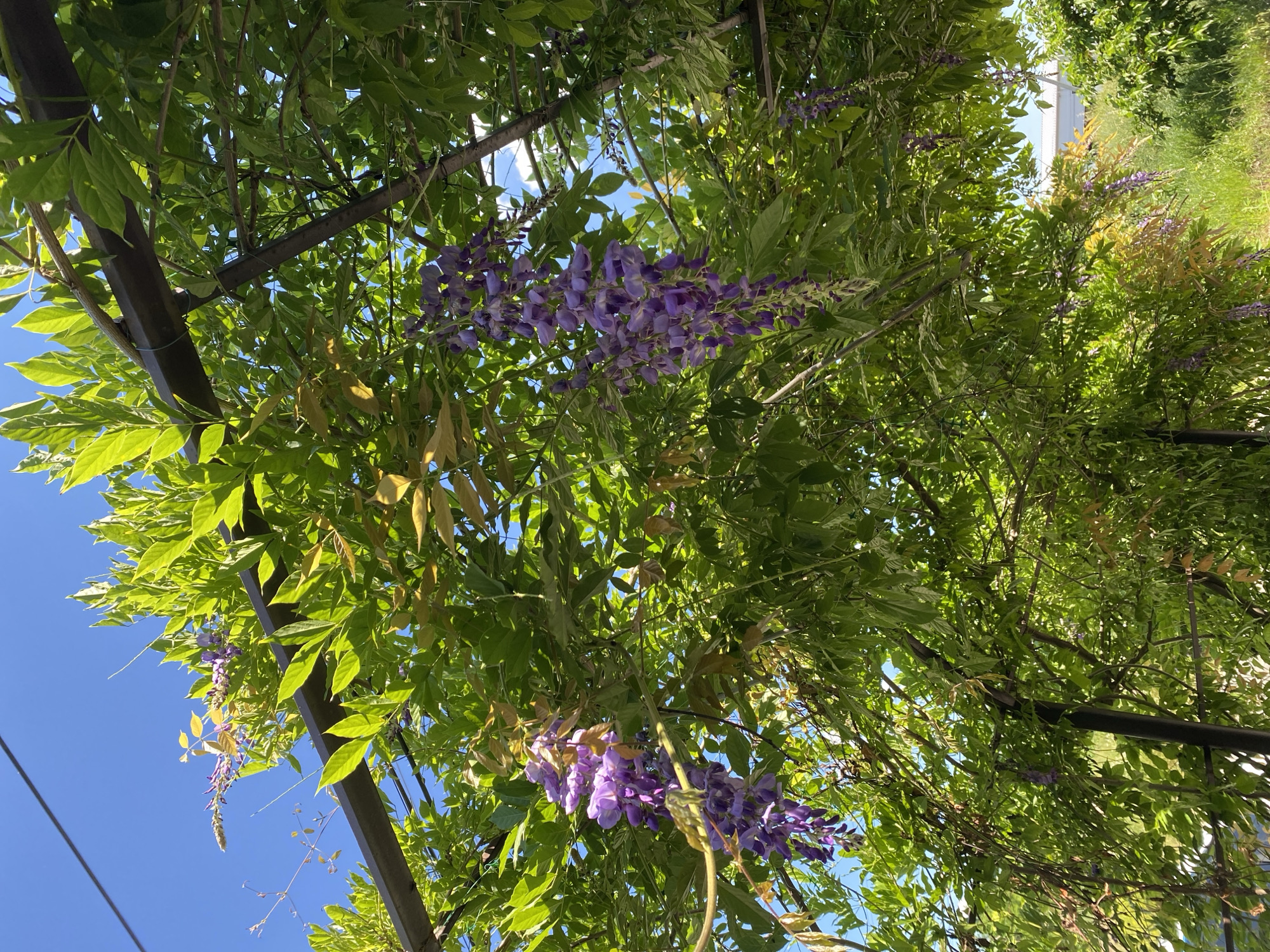 The image shows a low-angle view of a wisteria vine with hanging purple blossoms and green leaves, possibly in a garden setting. The vine is supported by a dark metal structure, parts of which are visible. Sunlight filters through the leaves, creating dappled light. In the background, the bright blue sky is visible, indicating a clear day. The time of day appears to be daytime, likely late morning or afternoon, given the strong sunlight. There is no visible text in the image. The scene evokes a feeling of natural beauty and tranquility, typical of a garden in bloom. The location is identified as Zapadny, Russia.