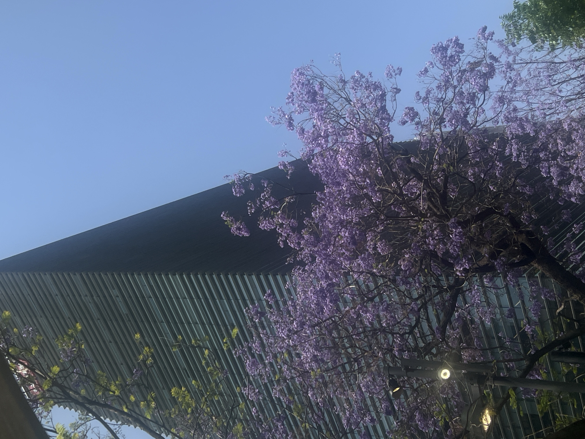 An upward shot shows a contemporary building with corrugated metal siding in Mexico City, Mexico. A large Jacaranda tree with purple blossoms is in the foreground and partially obscures the building. The sky is clear and blue. There's a street light in the tree.