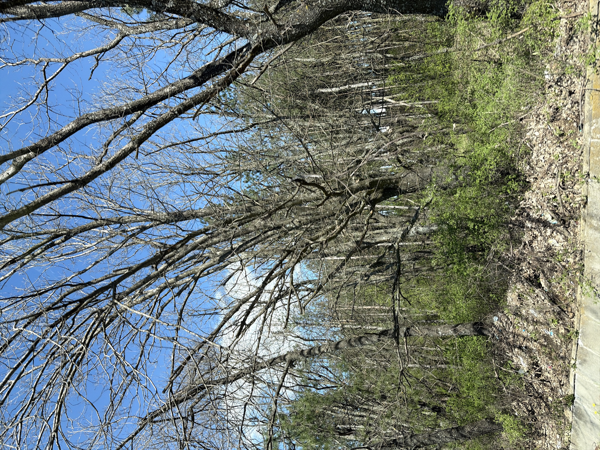 The image shows a view looking up through bare tree branches against a blue sky. To the right of the trees, there is dense green foliage and underbrush. Litter and debris are visible amongst the leaves on the ground near a concrete edge. The location is likely a wooded area or park in or near Obruchishte, Bulgaria, based on the image context. There are no people visible in the scene.