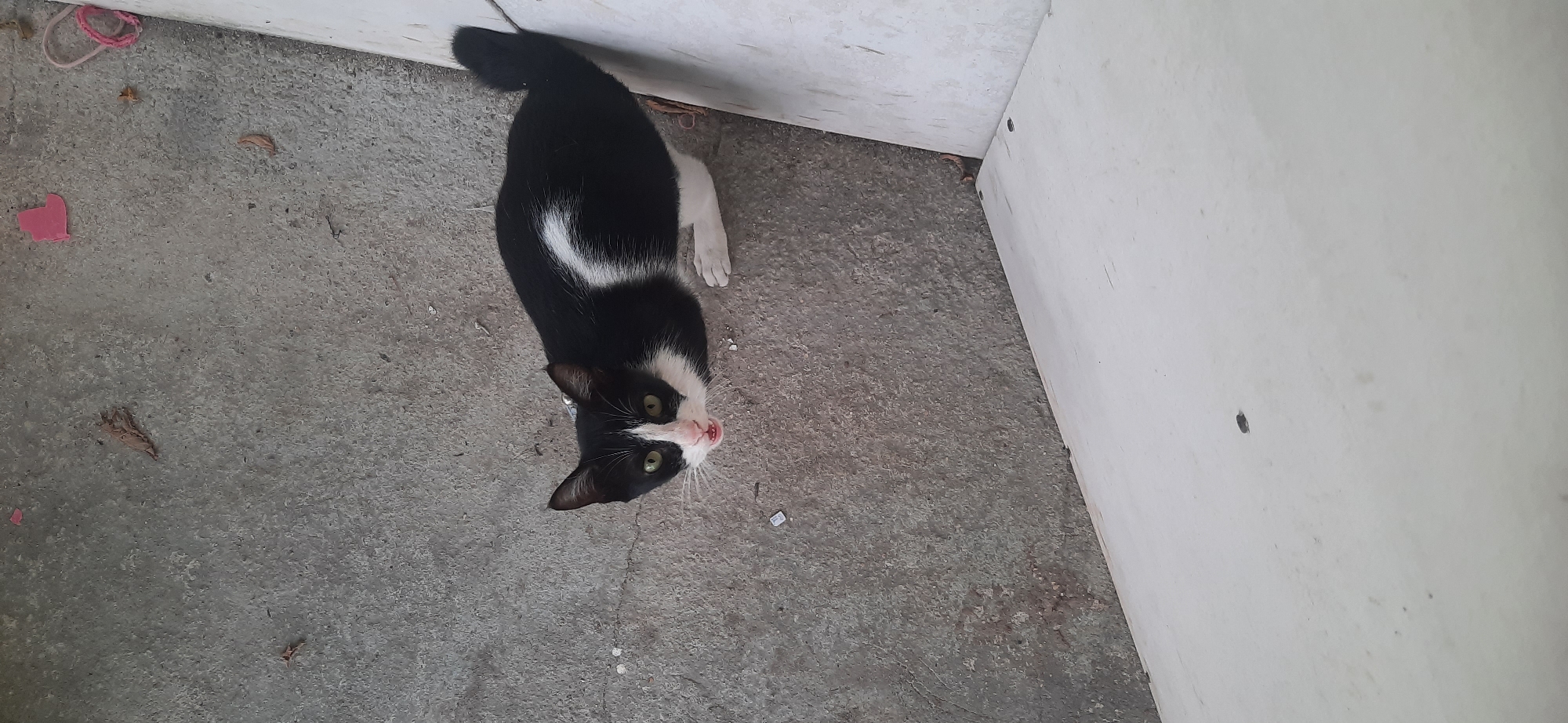 A black and white cat with green eyes is looking up at the camera while sitting on a gray concrete surface. A white wooden structure is visible to the right of the cat. The cat has a white patch on its chest and a white stripe on its back. Its mouth is slightly open, showing its teeth and tongue. Scattered leaves and debris are present on the concrete. The scene appears to be an outdoor area, possibly a patio or courtyard, in Cisauk, Indonesia.