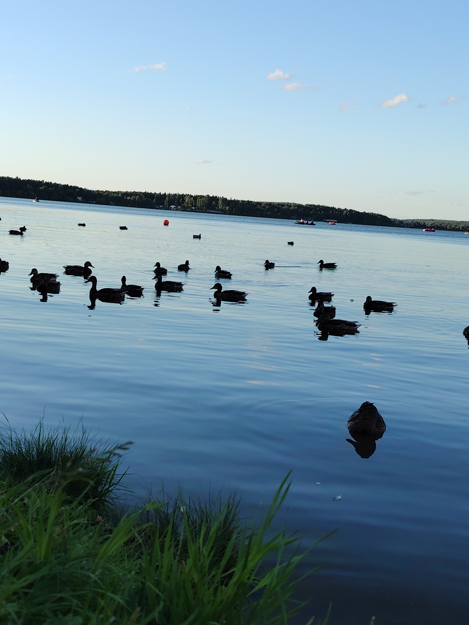The image depicts a body of water with numerous ducks swimming. In the foreground, green grass grows along the edge of the water. In the background, a tree line is visible, and beyond that, a clear sky with a few wispy clouds. Several boats are present on the water, some with people in them, suggesting a recreational area. The overall scene is peaceful and natural. It is impossible to determine the specific location in Solnechnogorsk, Russia from the provided image.