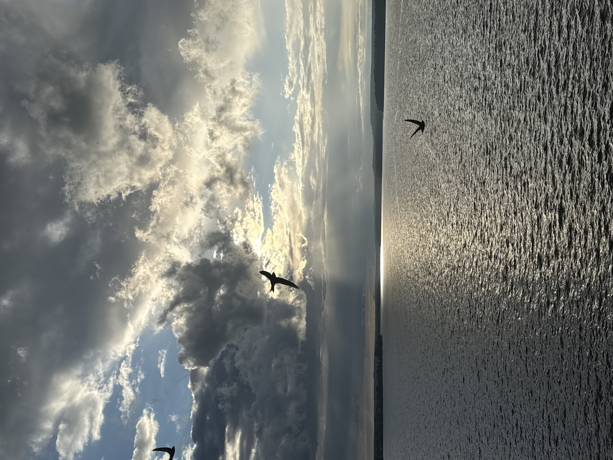 A silhouette of a bird in flight against a dramatic sky fills the left side of the frame, while a sun-dappled body of water occupies the right. The sky is a tapestry of dark, heavy clouds interspersed with patches of bright, sunlit sky, suggesting a dynamic weather pattern. Rays of light break through the clouds, illuminating the scene. The bird, a small, dark shape with outstretched wings, appears to be a swift or swallow, its form sharp against the luminous sky.
The water, likely a lake or large river, is textured with ripples, reflecting the sunlight in a shimmering pattern. A faint, dark line on the horizon suggests land or trees in the distance. The overall impression is one of natural beauty and a fleeting moment captured. The lighting indicates it is either sunrise or sunset, a time of day often associated with dramatic skies and serene waters. The image evokes a sense of freedom and the vastness of nature.
There is no visible text in the image. The location context provided is Votkinsk, Russia.