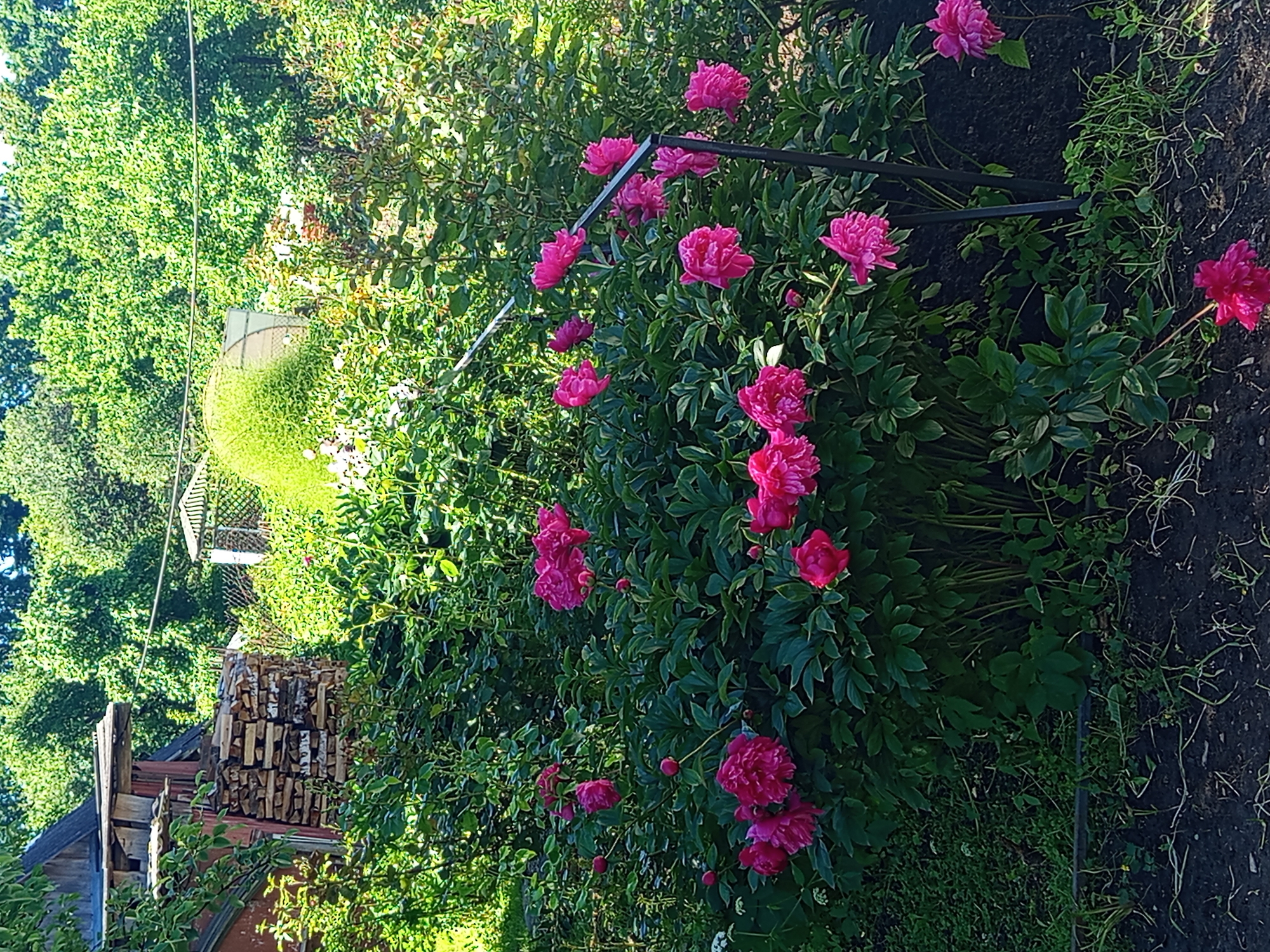The image shows a lush garden with blooming pink peonies in the foreground. In the background, there is a wooden structure that appears to be a shed or storage area, with stacks of firewood leaning against it. Further back, a greenhouse or covered structure is visible amidst dense green foliage. The scene is set in Gdov, Russia, as indicated by the context provided. The overall impression is one of a tranquil, rural or semi-rural setting on a sunny day, with the vibrant pink flowers providing a striking contrast to the green of the vegetation and the weathered wood. The lighting suggests it is likely daytime, possibly late morning or early afternoon given the bright sunlight and shadows.