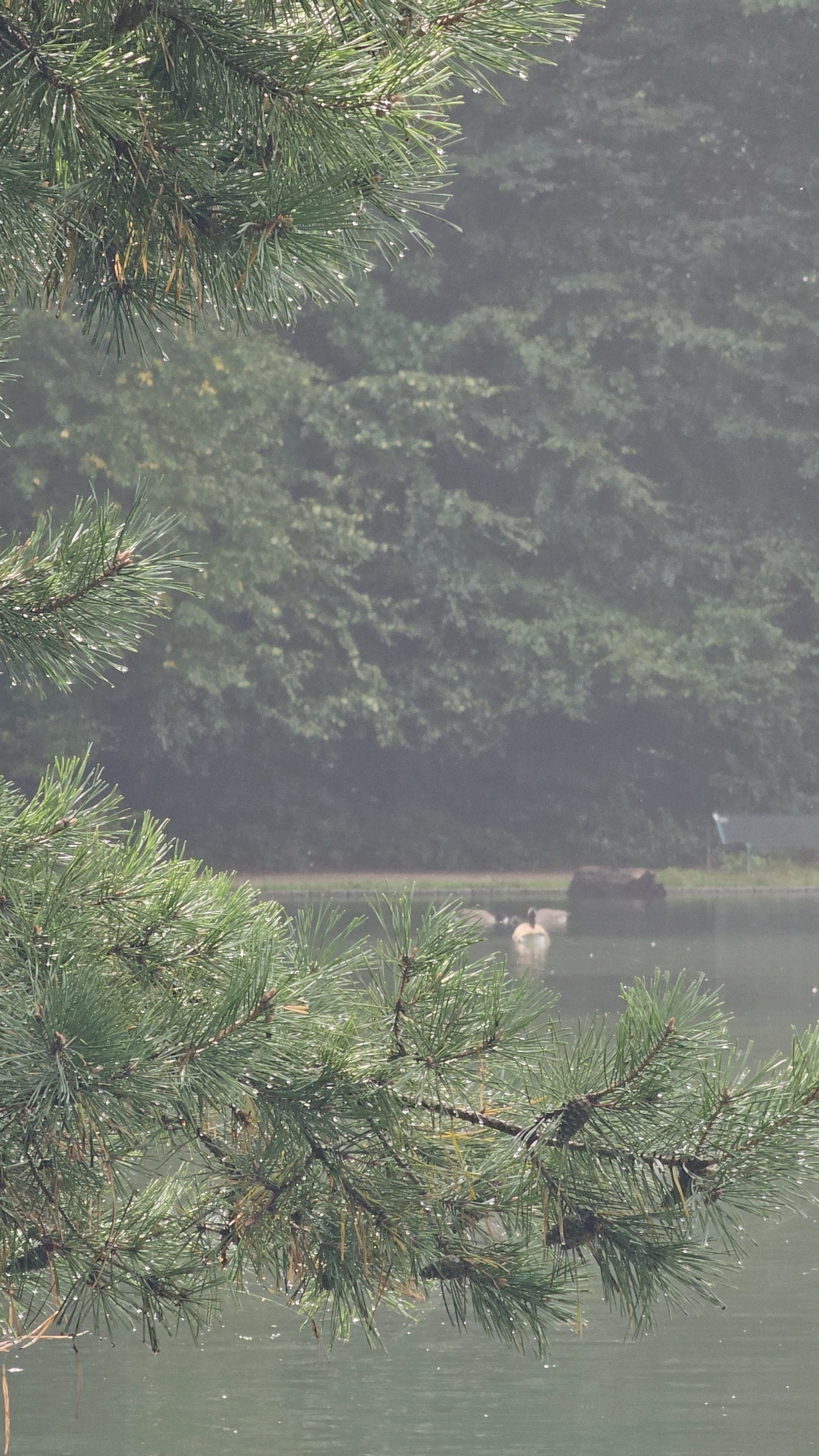 The image depicts a close-up view of pine branches in the foreground, with water droplets on the needles, hanging over a body of water. In the background, a dense forest of green trees is visible, shrouded in a slight mist or fog. On the water's surface, several birds, likely ducks, are swimming. The environment suggests a natural, possibly park-like setting. There are no identifiable landmarks indicating a specific location within Cologne, Germany.