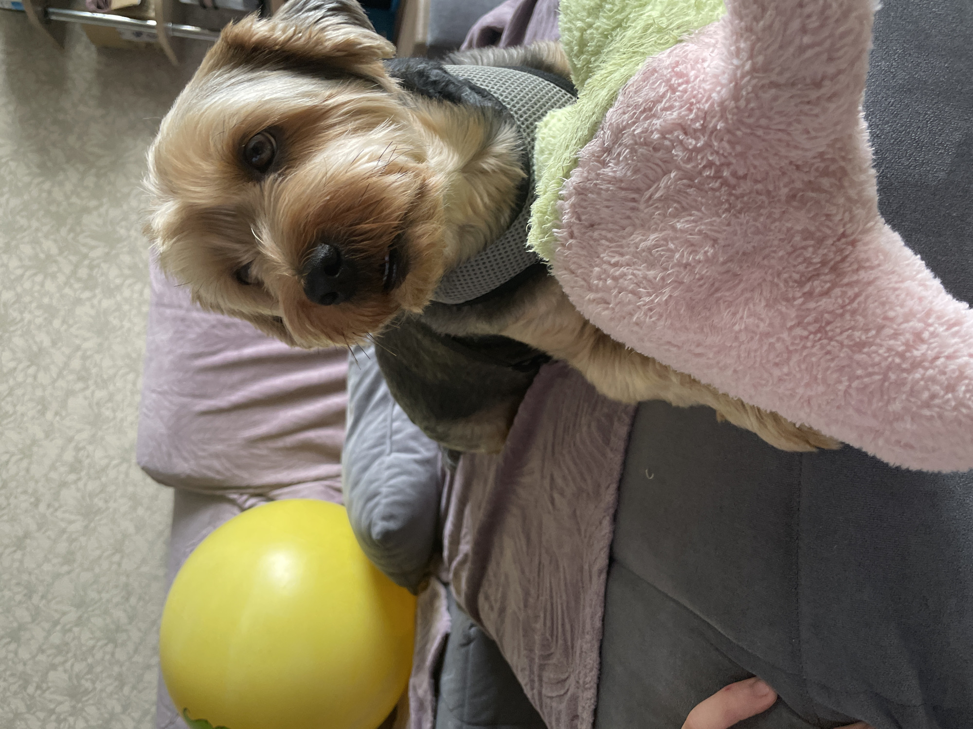 In an indoor setting, a small, tan Yorkshire Terrier dog wearing a grey harness sits on a dark grey sofa. To the dog's left is a large, bright yellow inflatable ball. The sofa is covered with various throws and pillows; a purple patterned throw is draped over the back and a lighter purple throw is on the seat. In the foreground, a pink and a light green plush toy are visible. The background shows a textured wall with a light floral pattern and shelving units with various items. A human hand is visible on the lower left of the image. The scene appears to be in a home environment.