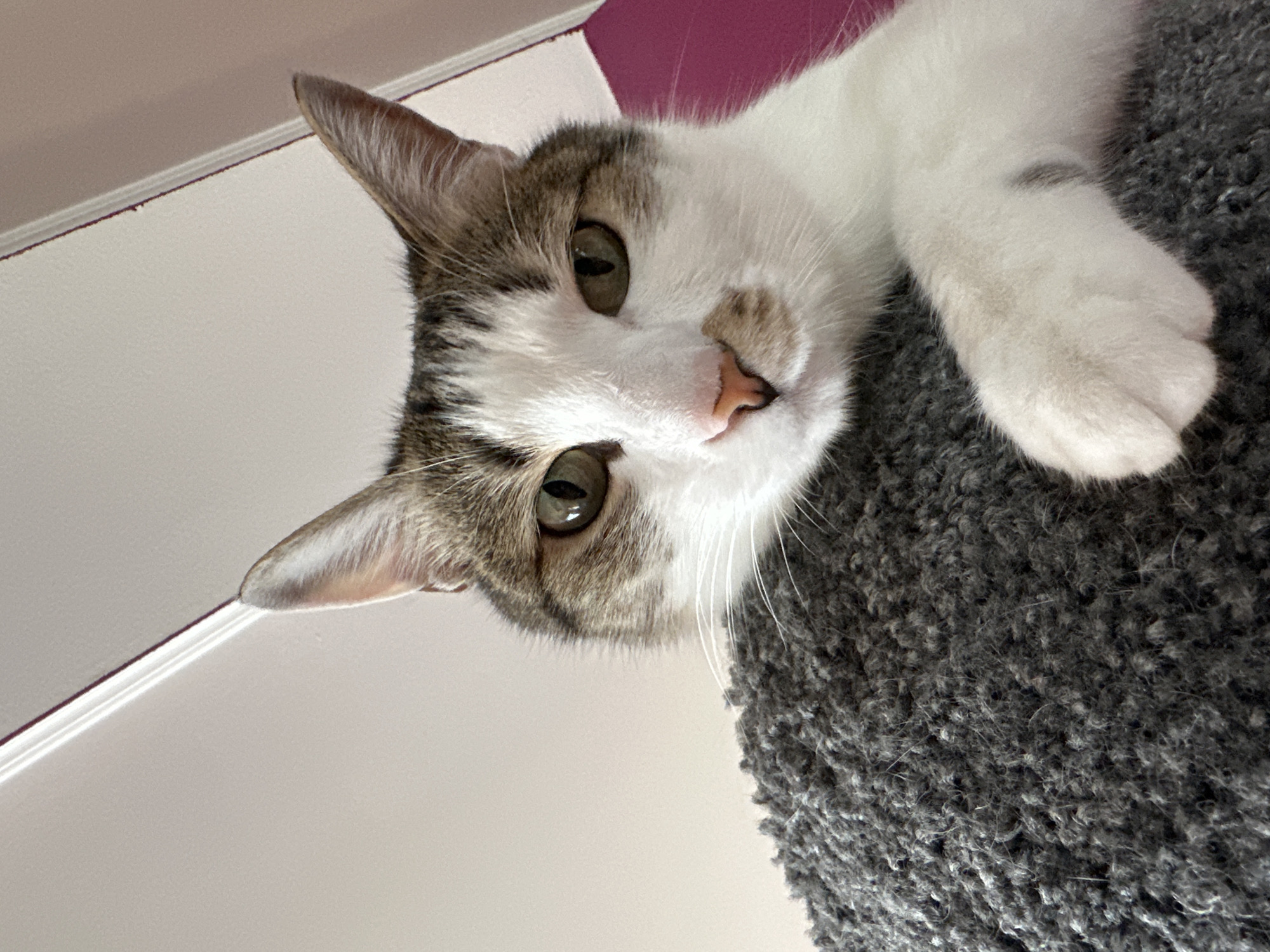 A close-up, slightly tilted perspective captures a cat lying atop a gray, carpeted surface, likely part of a cat tree or scratching post. The cat has white fur with tabby patches of gray and brown on its head, face, and ears. Its eyes are a greenish-gold color. The background shows a white wall meeting a strip of dark pink/purple, suggesting an interior space. The photograph's vantage point is from below the cat, looking upwards. The image shows no information relevant to Krasnoyarsk, Russia.