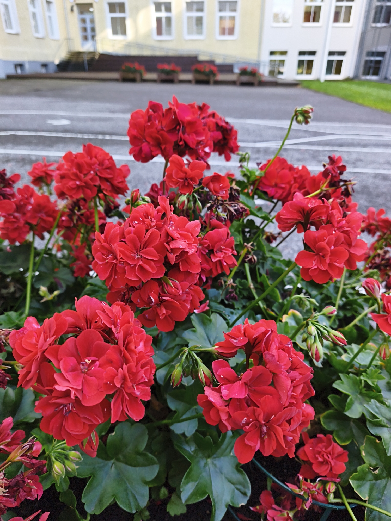 The image shows a cluster of vibrant red geraniums in bloom, with lush green foliage. In the background, a pale yellow building with white-trimmed windows and a dark roof is visible. Steps leading up to the building are present, flanked by planter boxes containing more red flowers. The ground in front of the building appears to be paved with asphalt, marked with white lines, suggesting an urban setting. A hint of grass is visible to the right of the building. The foreground is dominated by the red flowers, with some dried flower petals also present. The image is taken outdoors, likely during the daytime, with soft lighting. The scene is consistent with the exterior of a public building or institution, possibly in a park or garden area of Tallinn, Estonia. There are no people or animals visible in the image.