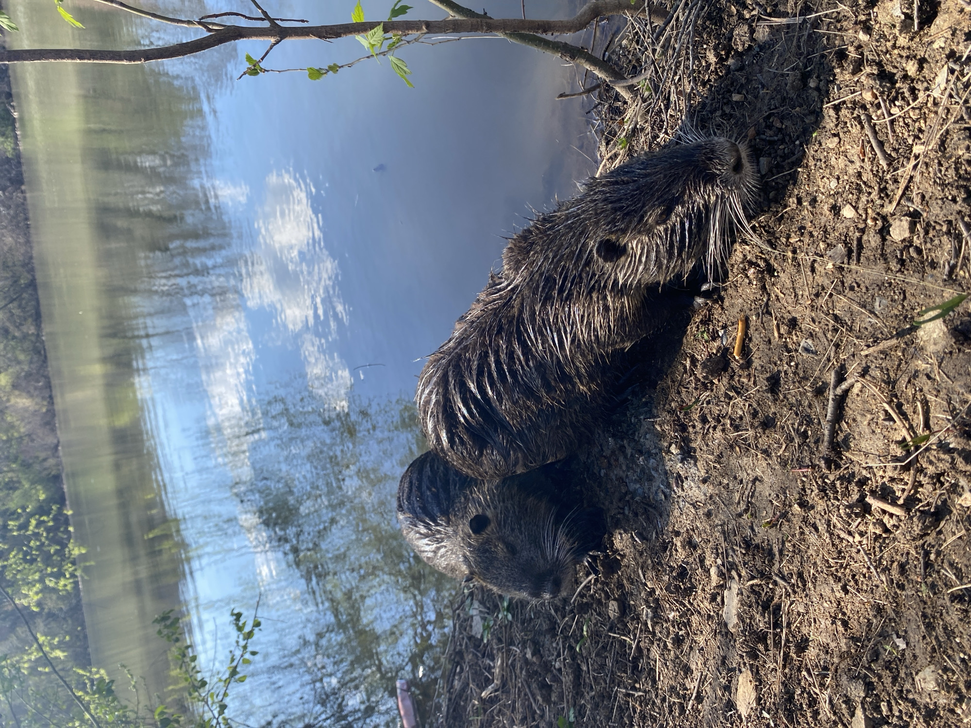 The image shows two wet, dark-furred rodents, possibly nutria, on muddy ground near a body of water reflecting the sky and surrounding trees. The ground consists of dark soil mixed with twigs and small plant debris. A tree branch with small green leaves hangs above the water. The location is unknown, and the city of Stara Zagora, Bulgaria, cannot be confirmed from the image alone. No people are visible in the image, and the rodents' actions and interactions are not explicitly evident, though they appear to be resting or basking near the water's edge.