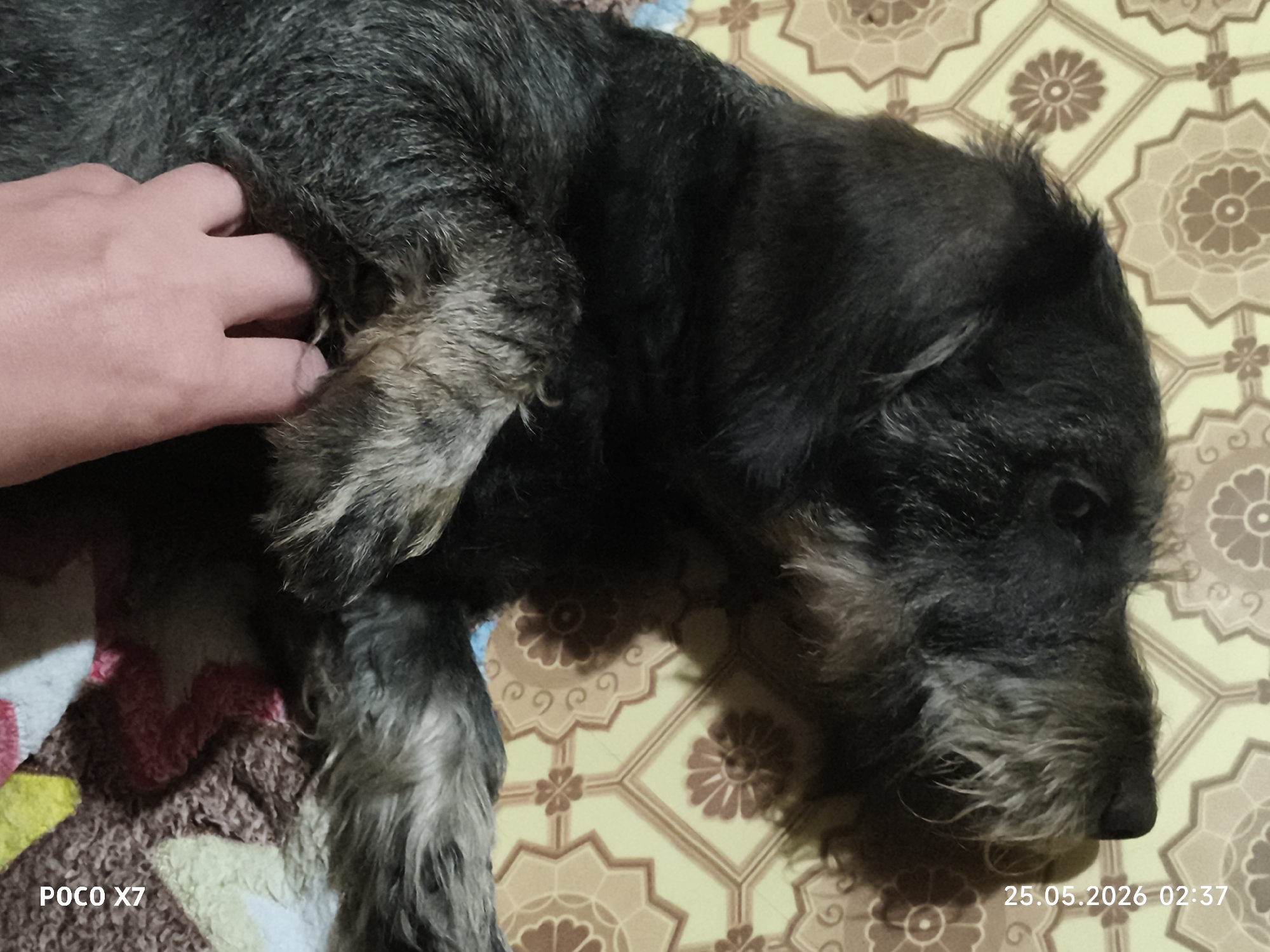 A medium-sized, dark-haired dog is lying on a patterned surface. A person's hand is touching the dog's side. The background appears to be a tiled floor or tablecloth with a repeating geometric pattern. The location and city are unknown. A date and time stamp of "25.05.2026 02:37" is visible. A "POCO X7" watermark is also present.