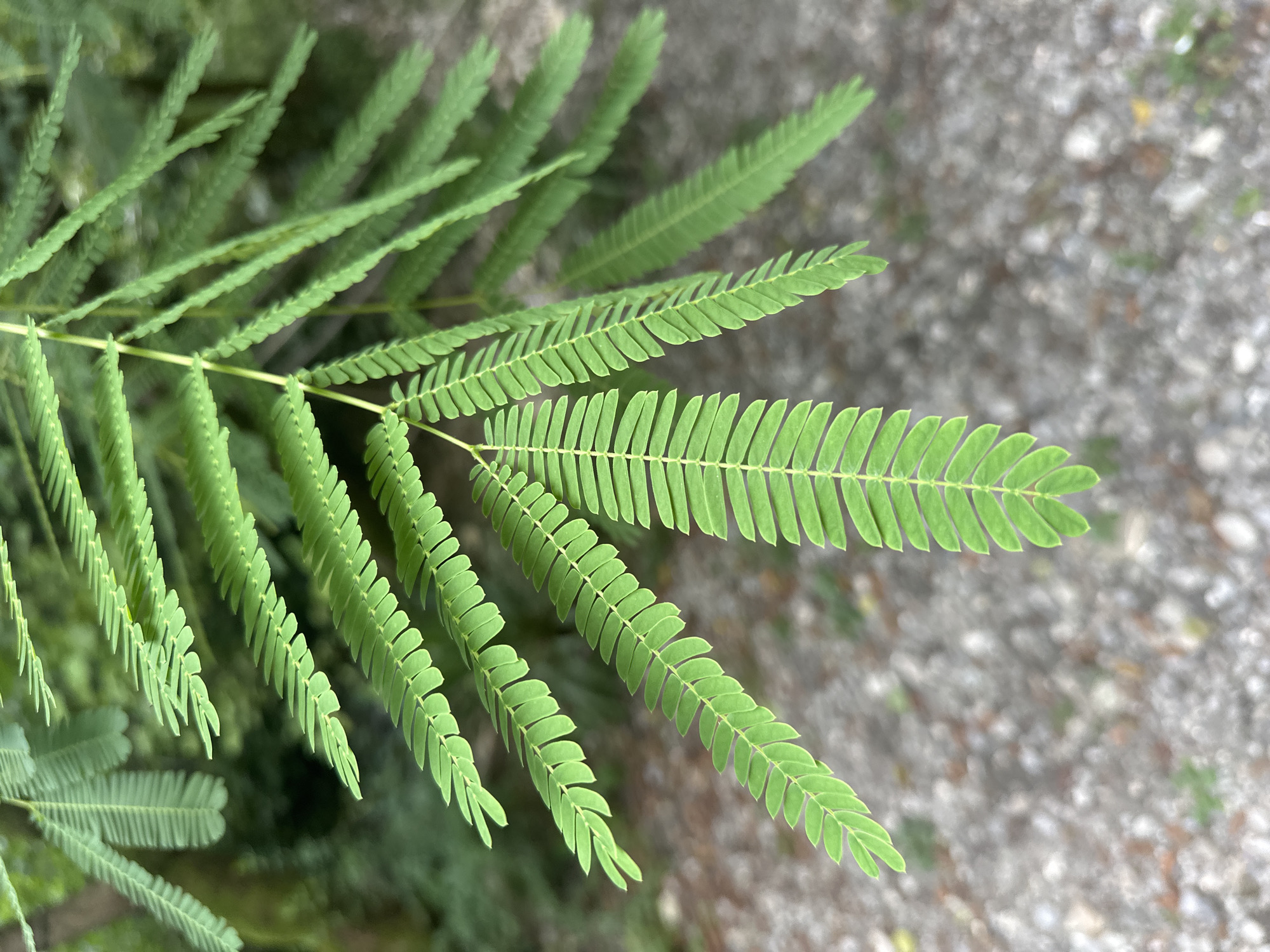 A branch with compound leaves hangs down, its leaflets arranged in a feathery pattern. The leaves are a vibrant green, with visible veins. The background is blurred, showing a mix of green foliage and a patch of gravel. This image was captured in Bol'shoi Kichmai, Russia.