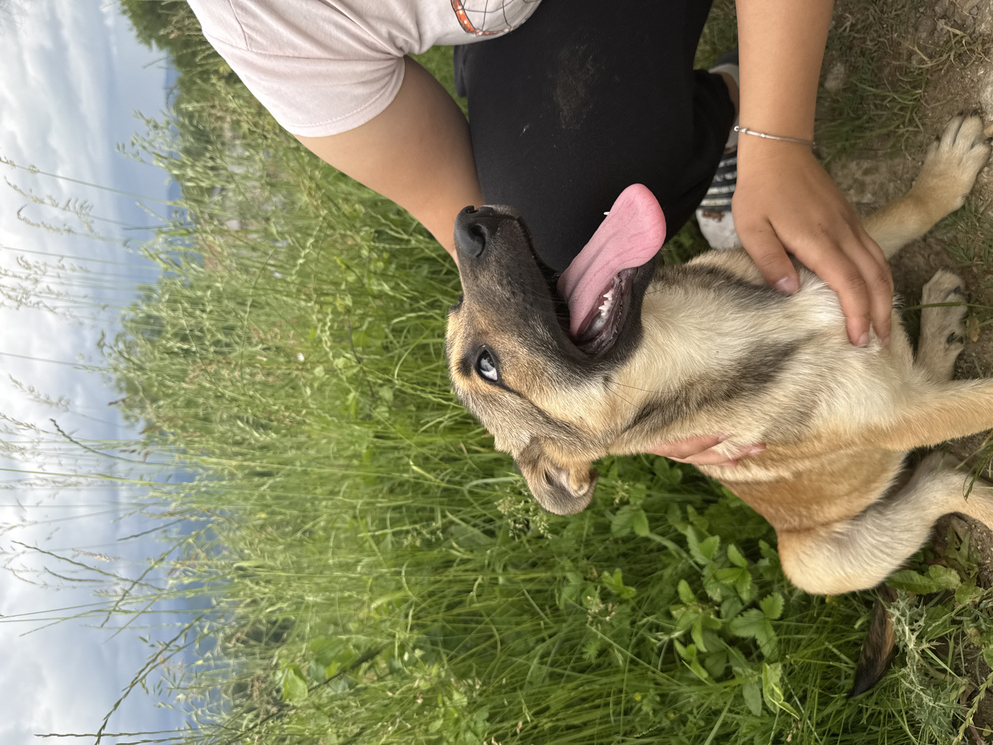 The image captures a close-up, rotated view of a person affectionately interacting with a dog in an outdoor, grassy setting.
The main subjects are a human and a dog. The person, partially visible, is wearing a light pink or beige short-sleeved top and dark pants, and appears to be kneeling or crouching over the dog. Their hands are gently petting the dog's chest and neck area. A thin, silver-colored bracelet is visible on one of the person's wrists.
The dog, a medium-sized breed with tan, brown, and black fur markings, possibly a German Shepherd mix, is lying on its back or side, looking upwards. Its mouth is wide open, revealing a bright pink tongue fully extended, and some teeth. Its eyes are a striking light blue or grey. The dog's posture and expression, with its panting tongue, convey a sense of happiness and relaxation, suggesting it is enjoying the interaction.
The scene is set outdoors in a vibrant green, overgrown grassy area with various tall weeds and foliage. In the background, above the horizon line of the grass, a cloudy sky is visible, indicating daytime. There are no specific cues for the time of day beyond daylight, and the weather appears overcast. The overall mood is one of warmth and affection between the human and the animal. No visible text is present in the image. The location context provided is Gabrovo, Bulgaria.