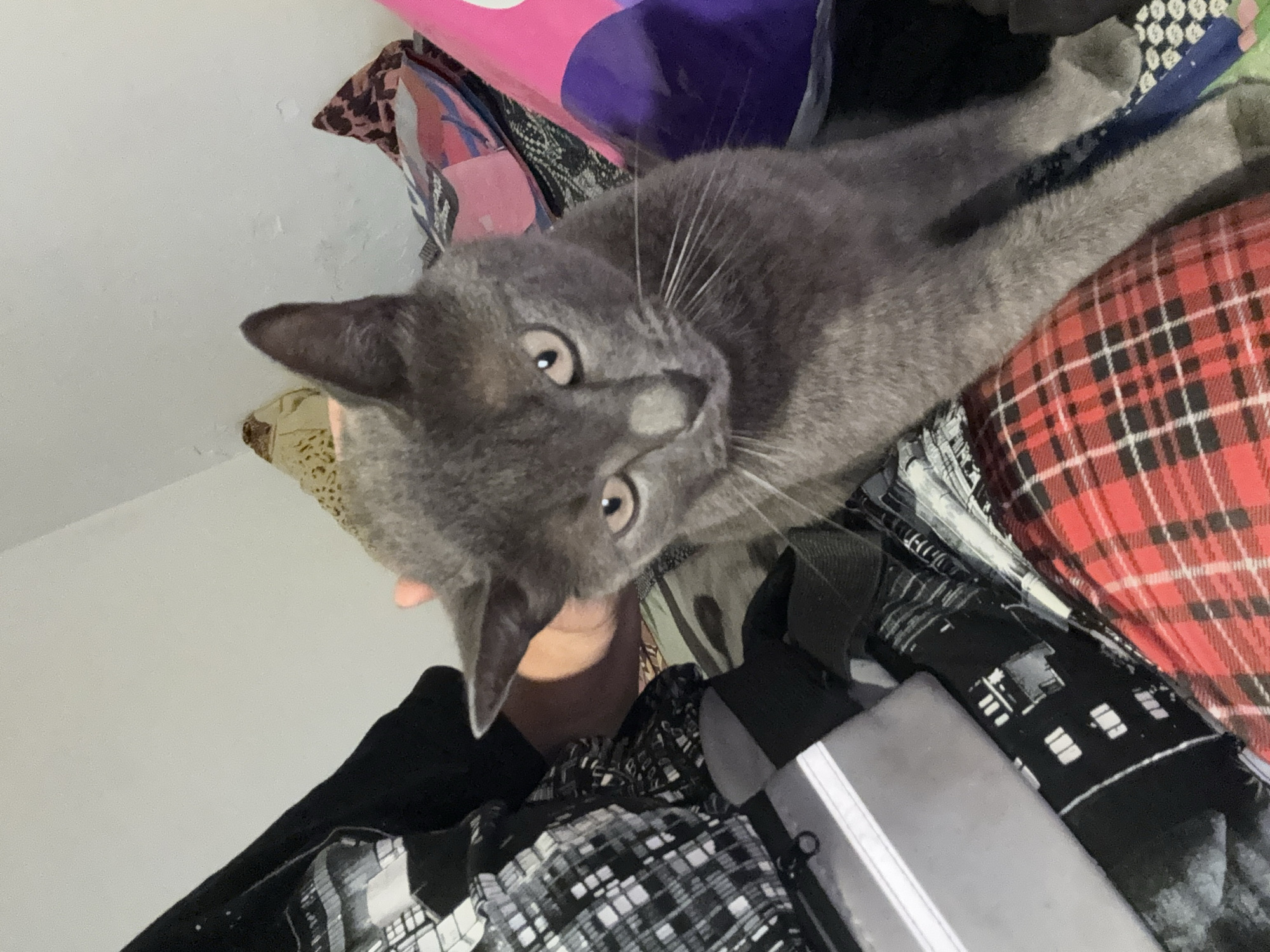 A gray cat is sitting on a red and black plaid blanket. The cat is looking at the camera with its mouth open. There are several pillows behind the cat, one of which is pink and purple. The background is a white wall. The image was taken indoors. The cat appears to be a Russian Blue breed. There is a hand gently touching the cat's head, suggesting interaction. The overall scene depicts a domestic setting, potentially a bedroom or living room, with the cat as the primary subject of focus. The background elements, such as the pillows and blankets, contribute to a cozy and relaxed atmosphere.