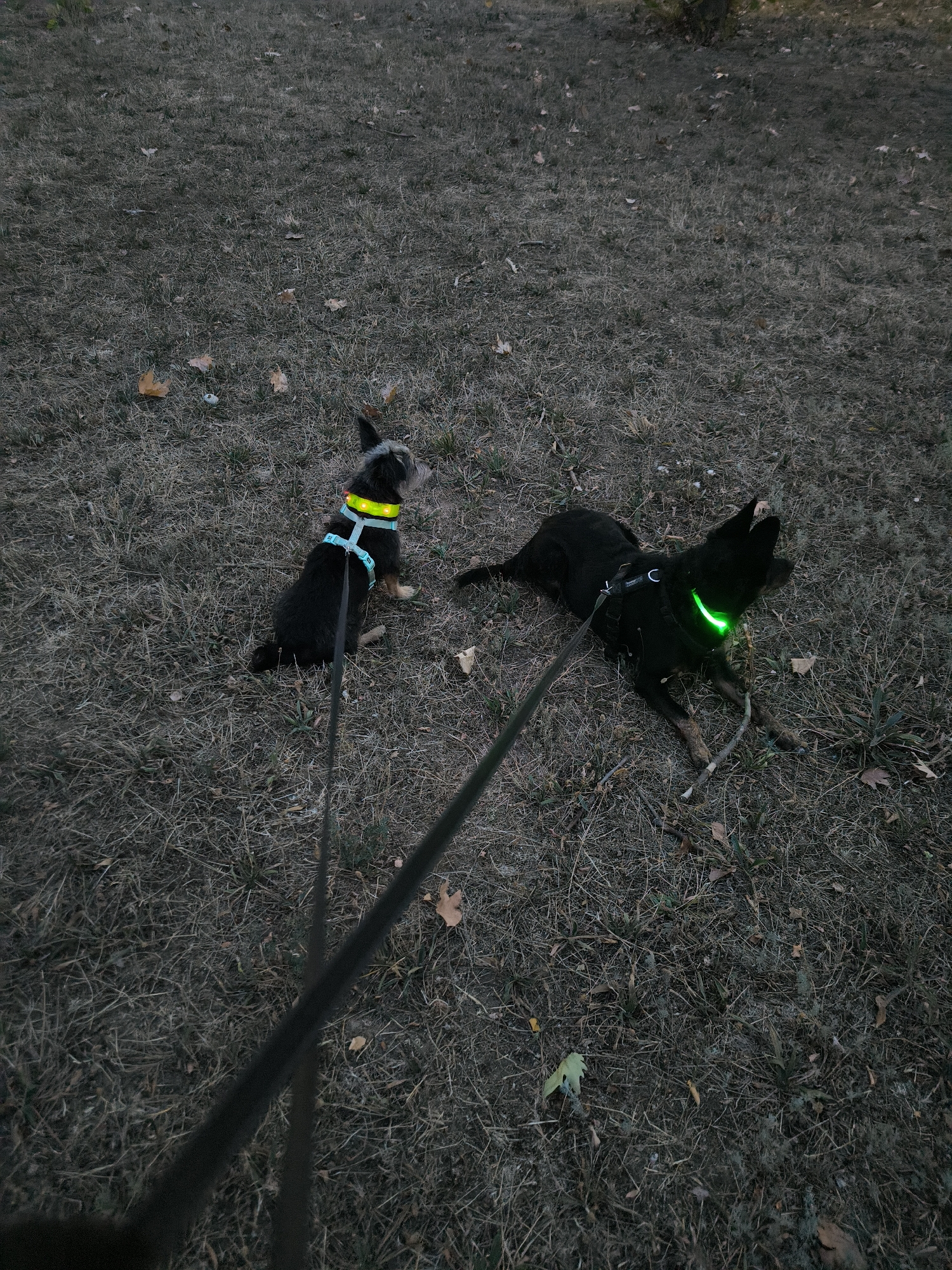 Two dogs are on a dry, grassy field at dusk, each wearing a light-up collar. The dog on the left is a small terrier mix, black and tan, sitting and looking to the right. It wears a yellow and blue light-up harness. The dog on the right is a larger black dog, possibly a mixed breed, lying down and looking to the right. It wears a bright green light-up collar that emits a strong glow. Both dogs are leashed. The ground is covered in dry grass and scattered brown leaves, suggesting an autumn setting. The lighting is dim, consistent with twilight or early evening. No people are visible in the frame, but leashes extend out of view, indicating human presence. The environment appears to be a park or an open field, possibly on the outskirts of Mykolaiv, Ukraine, given the context.