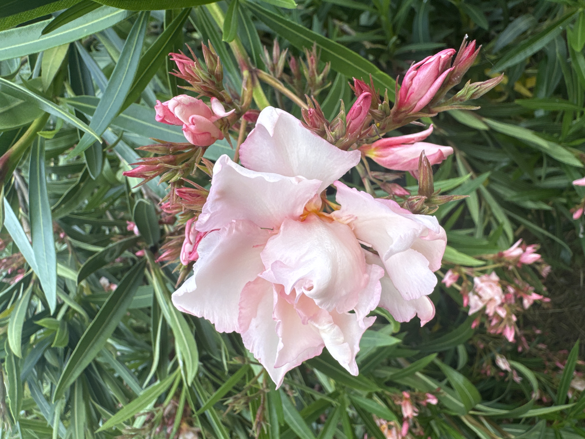 The image shows a close-up view of a cluster of pink oleander flowers. The flowers are in various stages of bloom, with some fully open and others still in bud. The petals are a delicate shade of pink, with some appearing almost white. The flowers are surrounded by lush green, sword-shaped leaves, characteristic of the oleander plant. The background is a blur of more green foliage and hints of other pink flowers. The lighting suggests it is daytime, with soft, diffused light, possibly indicating an overcast day or the shade of a larger tree. No people, text, or specific location cues are visible to pinpoint the exact setting, though the overall appearance is that of a garden or natural landscape. The focus is solely on the beauty of the flowers and their vibrant green surroundings.