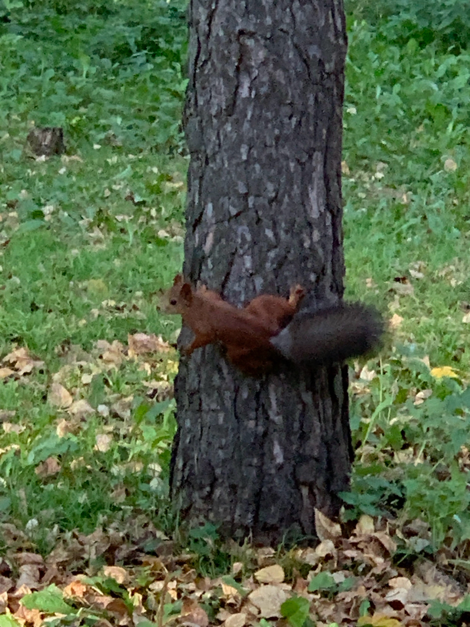 An adult, reddish-brown squirrel with a bushy tail is clinging to the side of a dark, rough-barked tree trunk. The squirrel is positioned on the right side of the trunk, with its body facing left, away from the viewer. Its front paws are gripping the bark, and its hind legs are extended downwards, almost parallel to the ground. Its tail is curved upwards and over its back. The background consists of green grass, fallen brown leaves, and some foliage, suggesting an outdoor, natural environment. There is no indication of its specific location in Prokopyevsk, Russia, only that it is in a park-like setting.