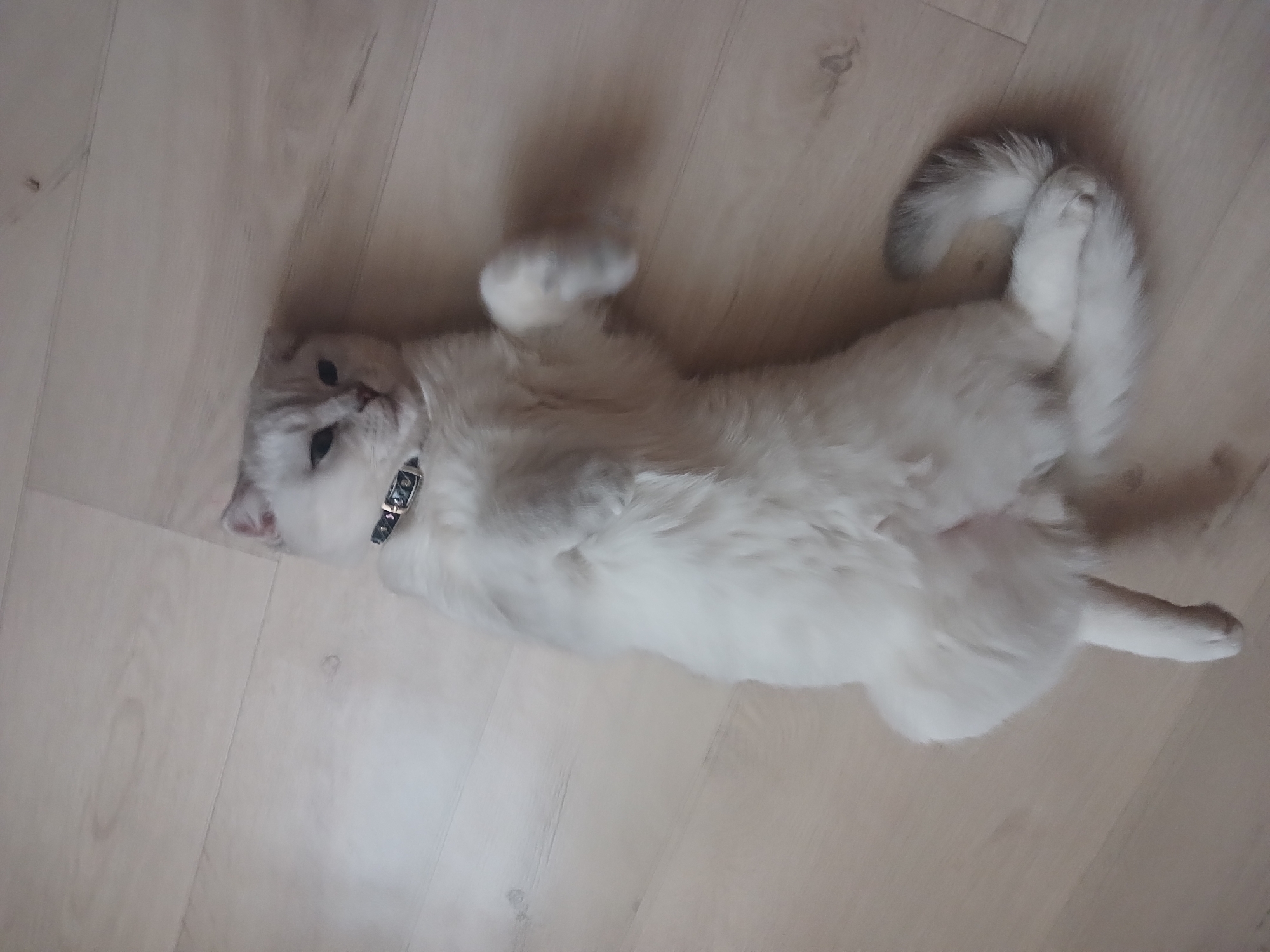 A white cat with a gray tail and a black collar lies on its back on a light-colored wooden floor. The cat is oriented diagonally across the frame with its head towards the lower-left corner and its tail towards the upper-right. The cat's belly is exposed. The background is devoid of other objects or subjects. The location is likely not in Noviy, Russia, as the image only depicts an interior scene without identifying characteristics of that location.