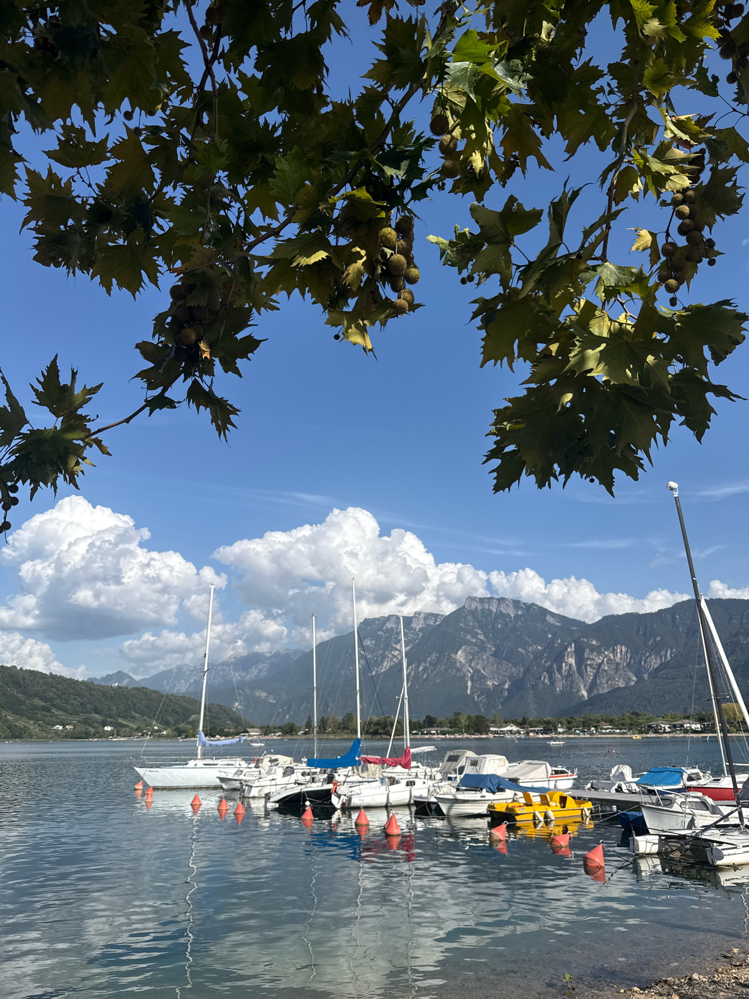 This is an outdoor, eye-level, vertical, full shot of a lake with sailboats docked. In the foreground, branches of a tree with large, green, five-lobed leaves and seed pods hang from the top of the frame. The lake's surface is calm, reflecting the sky and surrounding scenery. A row of sailboats, varying in size and color, are moored at a dock. Orange buoys dot the water near the boats. In the middle ground, a tree-lined shore with buildings can be seen. Majestic mountains with rugged, rocky peaks form the backdrop, under a clear blue sky dotted with fluffy white clouds. The scene is likely Calceranica al Lago, Italy, given the characteristic mountainous landscape surrounding the lake. There are no visible people in the image.