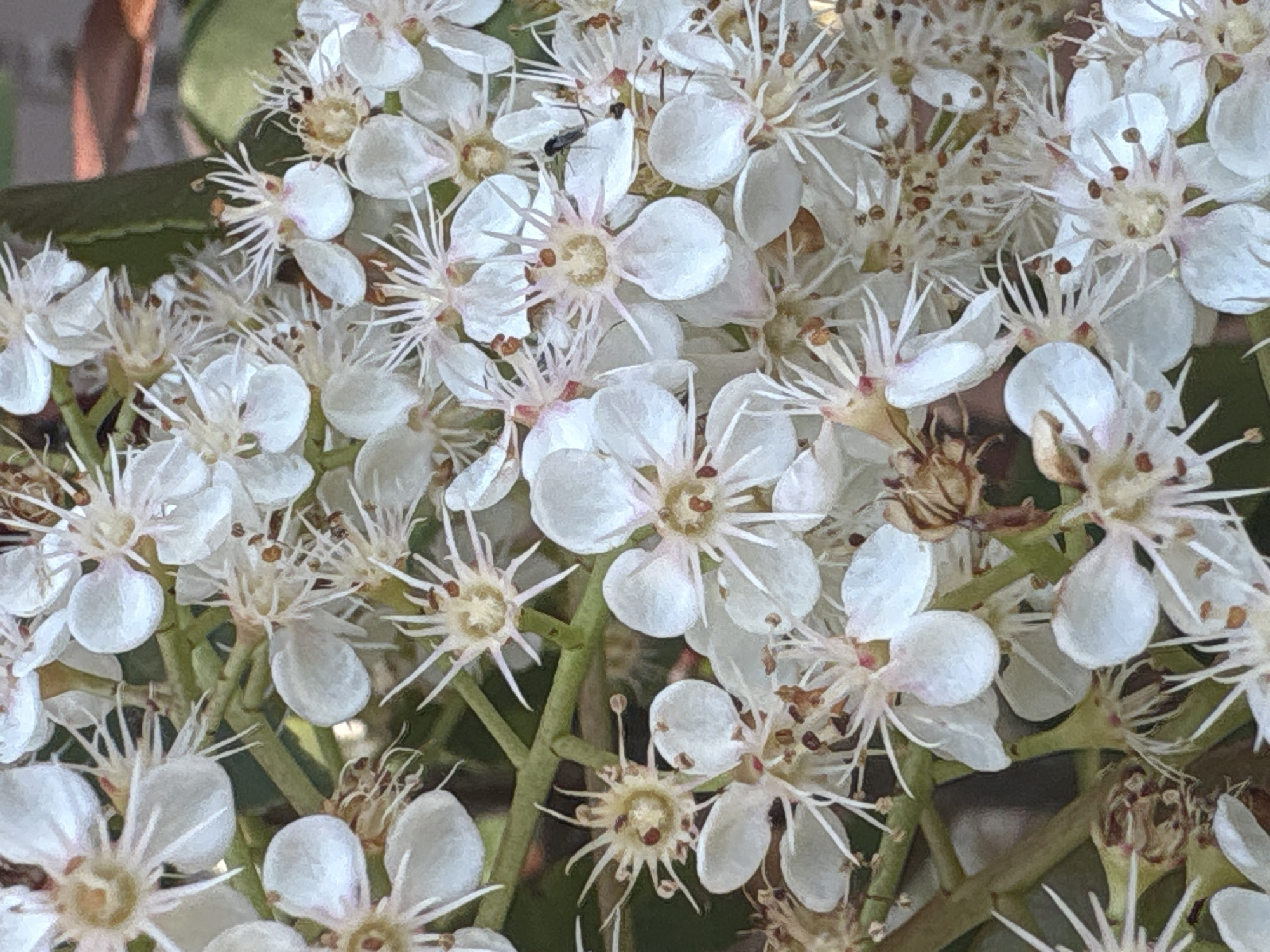A close-up photograph captures a dense cluster of small, white flowers. Each flower features five petals, with prominent stamen in the center. The flowers are densely packed, creating a textured and intricate pattern. Thin green stems are visible between the blossoms. One insect is visible in the upper portion of the frame on a flower. The specific location in Bar, Montenegro is not discernible from the visual information provided.
