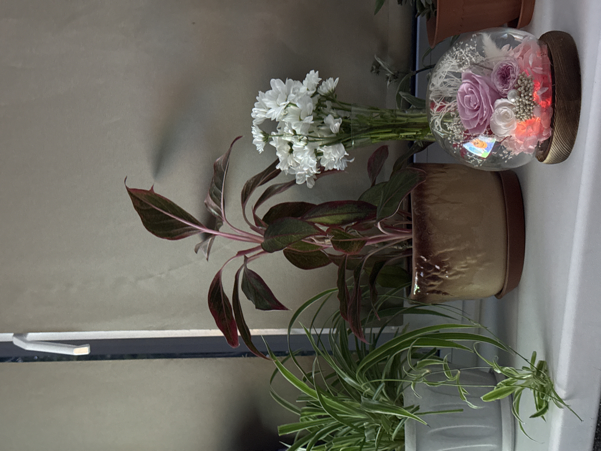 The image depicts a windowsill with several potted plants and a decorative glass dome containing preserved flowers. The plants include a spider plant with long, striped green leaves and another plant with dark red and green foliage. A bouquet of small white flowers is arranged in a clear glass vase. To the right, a glass dome with a wooden base encloses a collection of preserved flowers, predominantly in shades of pink and purple, illuminated from below by pink LED lights. The background appears to be a wall with a window. The scene is indoors, on a white windowsill. There are no people or animals visible in the image. The lighting suggests it is daytime, possibly late afternoon, with light filtering in from the window, casting shadows on the wall. The location is specified as Cheboksary, Russia.