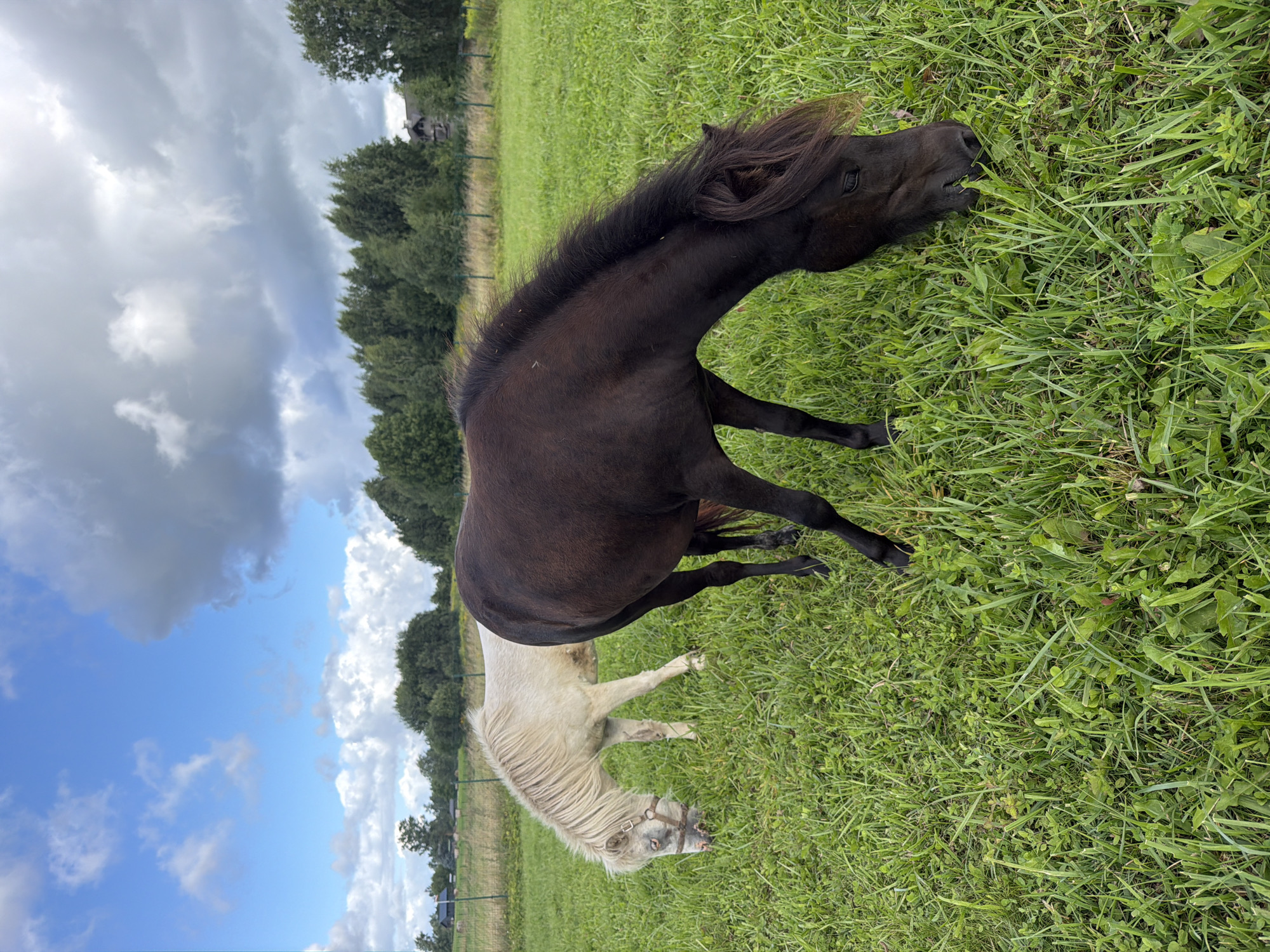 Two horses are grazing in a grassy field on a cloudy day. The horse on the left is white and the horse on the right is dark brown. In the background, there is a line of trees and a fence. A building can be seen in the distance, and a couple of other smaller structures. The environment appears to be rural.