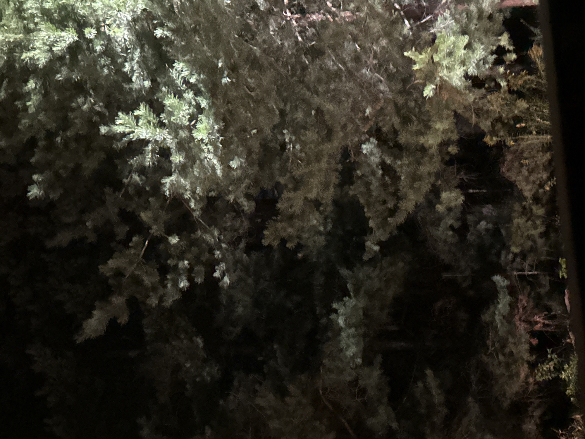 The image depicts a dense evergreen forest at night. The trees, appearing to be primarily pine or fir, are illuminated by an external light source, casting a limited glow and creating deep shadows. The foliage is a mix of dark greens and muted browns, with some branches and needles appearing lighter where directly hit by the light. The ground is not clearly visible, but hints of undergrowth and fallen branches can be discerned in the lower sections of the image. The overall impression is one of a natural, wooded environment at a time of low light, possibly a park or natural reserve within the city of Chaikovsky, Russia. There are no people or visible man-made structures in the frame.