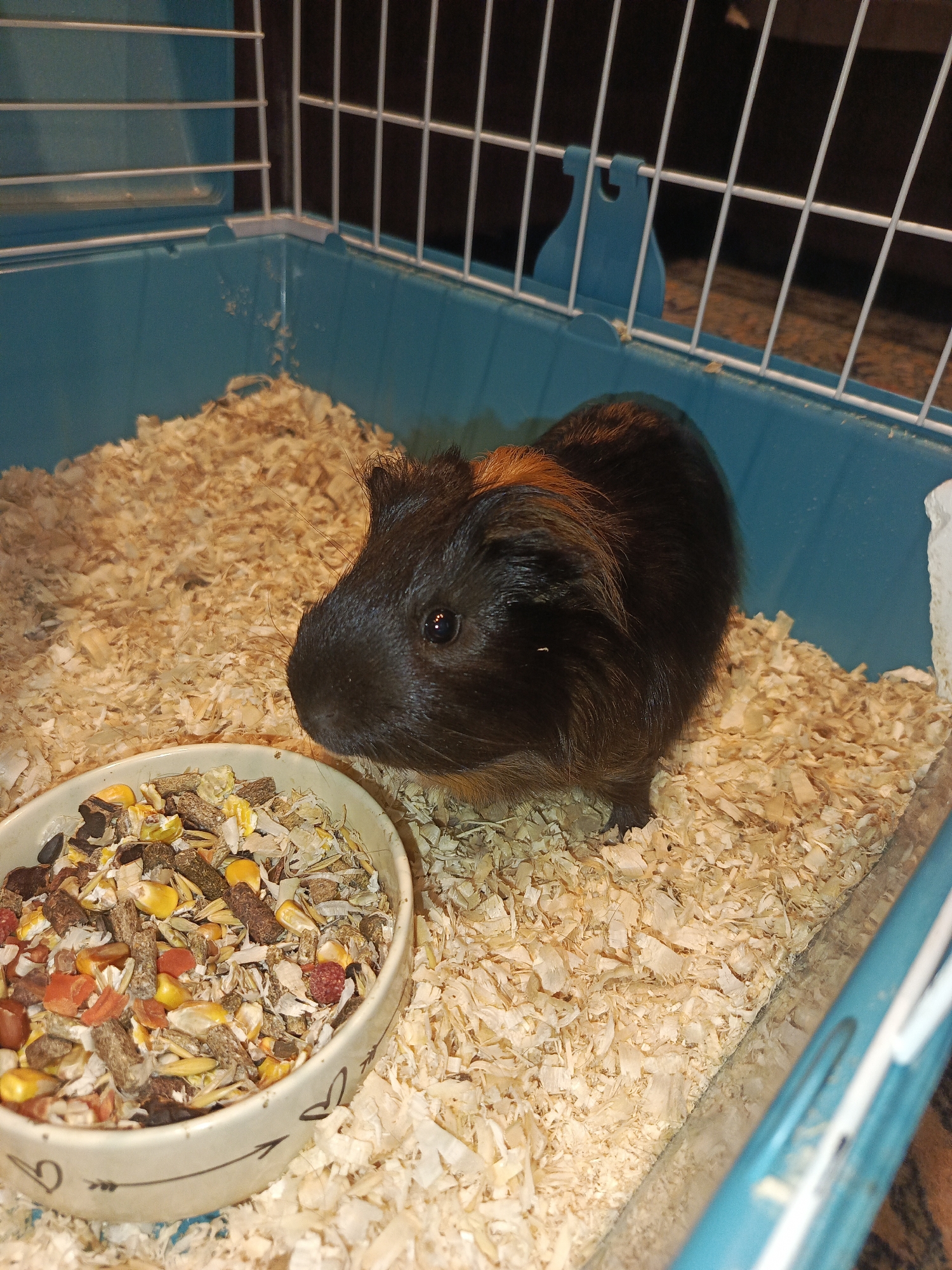 The image shows a guinea pig in a cage. The cage has a blue plastic base and is filled with wood shavings. A small bowl filled with guinea pig food is placed in front of the guinea pig. The guinea pig is black and brown with an orange stripe on its head. It is looking towards the food bowl. The image is taken indoors, likely in a home environment. There is no indication of the location in Bolesławiec, Poland.