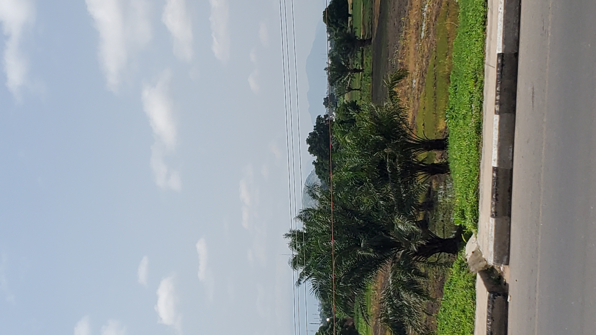 The image depicts a roadside view in Jalingo, Nigeria, on a bright, cloudy day. In the foreground, a paved road with a concrete curb separates the viewer from a strip of vibrant green grass. Behind the grass, a landscape of trees and fields unfolds. Dominating the mid-ground are several palm trees with their distinctive fronds. Beyond them, fields appear to be either cultivated or fallow, with patches of water and different shades of brown and green. In the distance, a line of trees forms a backdrop to the fields, and further still, hazy mountains rise against the pale blue sky dotted with white clouds. Power lines are visible stretching across the scene, indicating the presence of infrastructure. No people or animals are present in the frame.