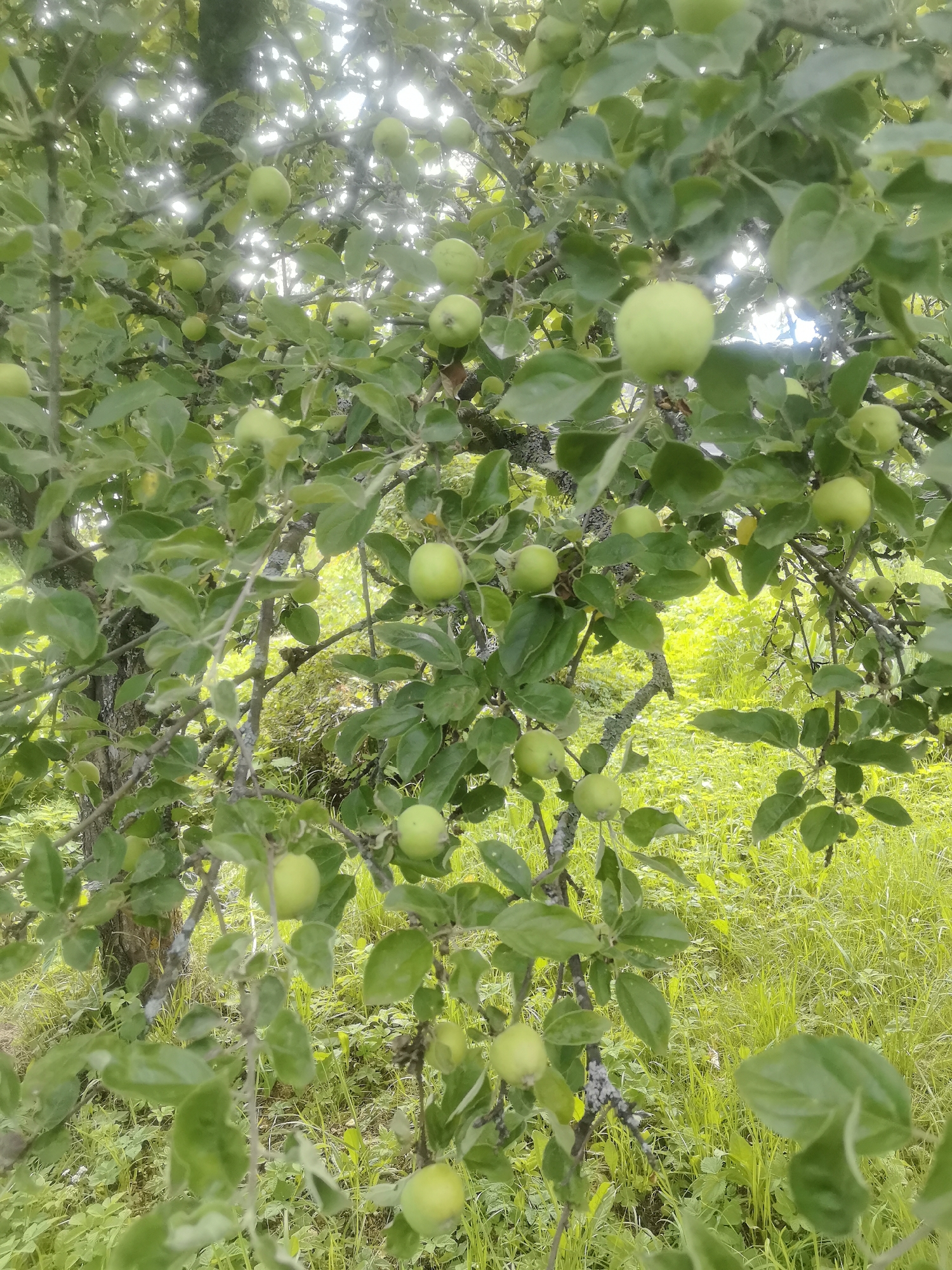 An over-the-shoulder shot shows a close-up of a tree branch laden with young, green apples. The apples are small and round, varying in size, and are clustered among lush green leaves. The branch itself is dark and gnarled, with some patches of lichen. Sunlight filters through the canopy, creating a bright, dappled effect. In the background, the scene transitions to a field of vibrant green grass, also illuminated by sunlight. The overall impression is of a natural, rural setting. The image appears to be taken in Kashino, Russia, given the context of the prompt, suggesting a summer or early autumn harvest scene. There are no people or animals visible in the image. The image depicts a moment of natural growth and abundance in an outdoor environment.