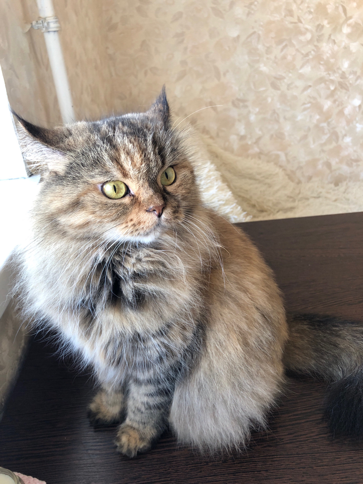 A fluffy, long-haired cat with tabby markings and bright green eyes sits on a dark wooden surface. The cat is positioned in the center of the frame, facing to the right, with its body slightly angled. The background consists of a textured, light-colored wall and a white pipe. The overall lighting suggests an indoor environment. The location is identified as Lavriki, Russia.
