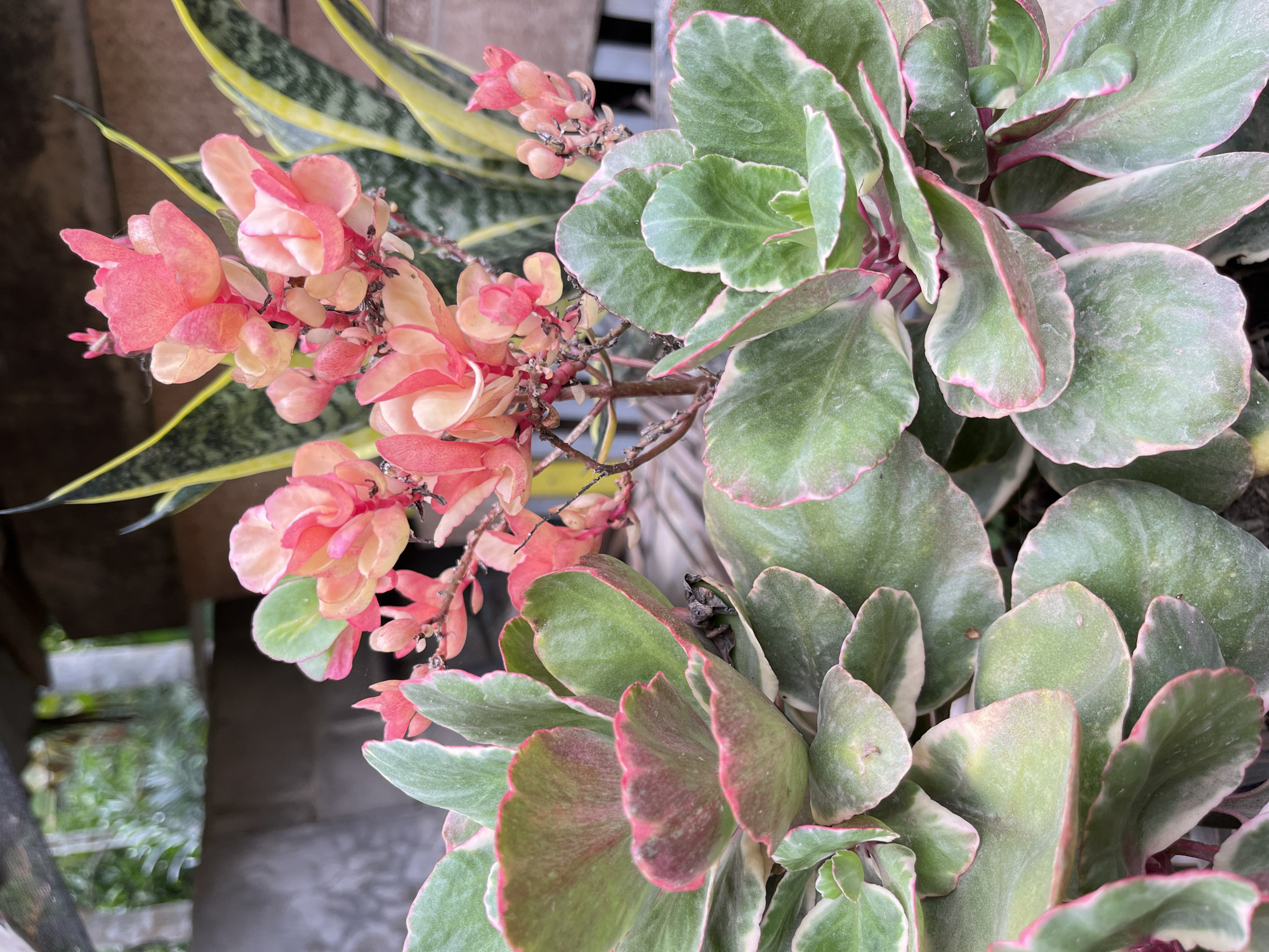 This is a close-up, eye-level, full-frame outdoor photograph of a cluster of succulent plants, specifically Kalanchoe, with pink and orange flowering tops and large, green, scalloped leaves edged in pink. The plants are densely packed together in the foreground, with a blurred background of other foliage and what appears to be a wooden structure. The lighting suggests it is daytime, possibly overcast, as there are no harsh shadows. The image quality is good, with clear focus on the plants. The location is noted as Beuringen, Indonesia.
