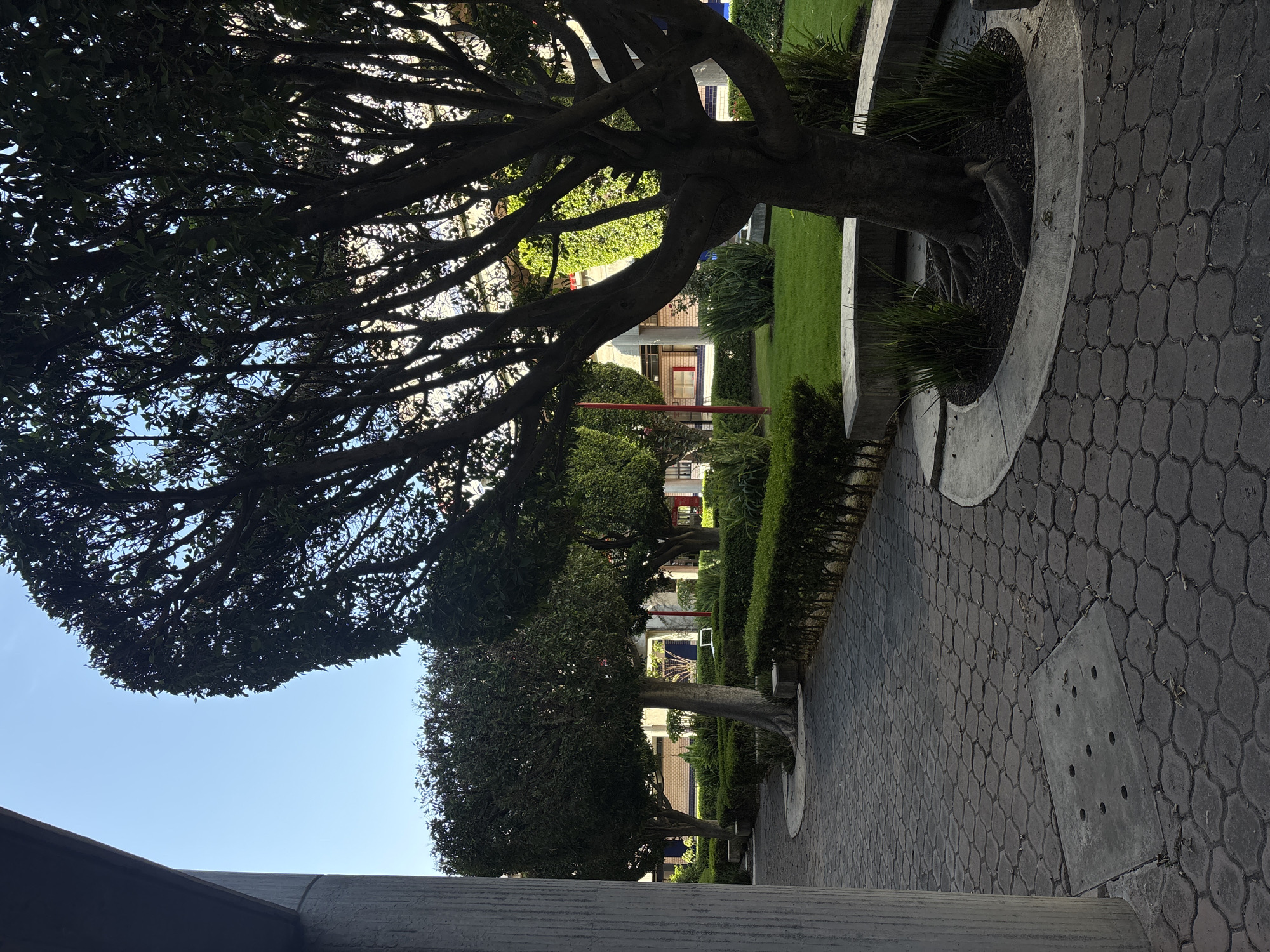 The image shows a sidewalk in San Bernardino Tlaxcalancingo, Mexico. The sidewalk is paved with gray bricks in an interlocking pattern. On either side of the sidewalk are hedges and trees, planted in circular concrete enclosures. Buildings are visible in the background through the trees. The sky is blue. A concrete structure is partially visible in the lower left corner. There are no people in the image.