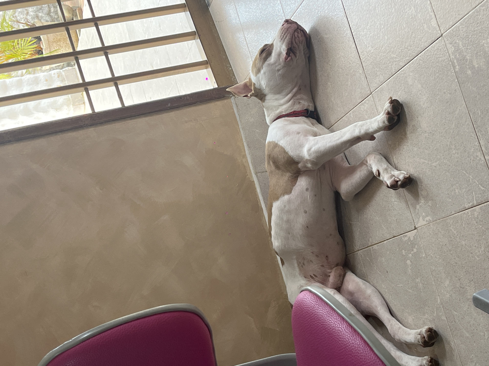 The image shows a tan and white pitbull-type dog lying on its back on a tiled floor. The dog is positioned near a window with horizontal bars and a wall with a beige textured surface. A pink chair is partially visible in the foreground. The location is Unknown, Unknown.