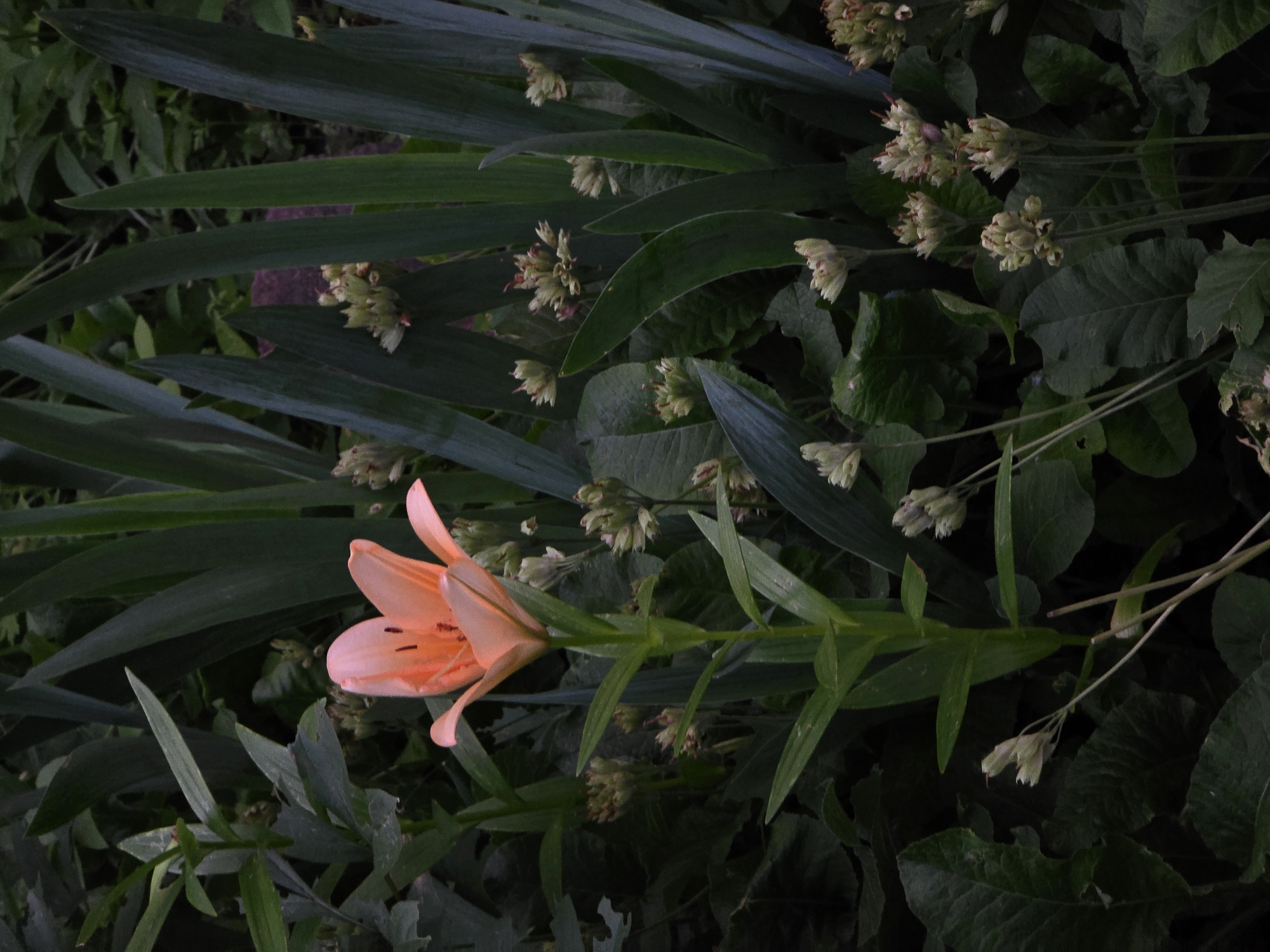 An orange lily bloom stands out against a dark green background of leaves and other plants. The lily is in the center of the frame, with its petals slightly unfurled. To the right of the lily, several clusters of small, pale green buds are visible. The overall lighting is dim, suggesting it might be an overcast day or late afternoon. The scene appears to be in a garden or a natural outdoor setting, possibly in Vyshneve, Ukraine. There are no people or animals present in the image.