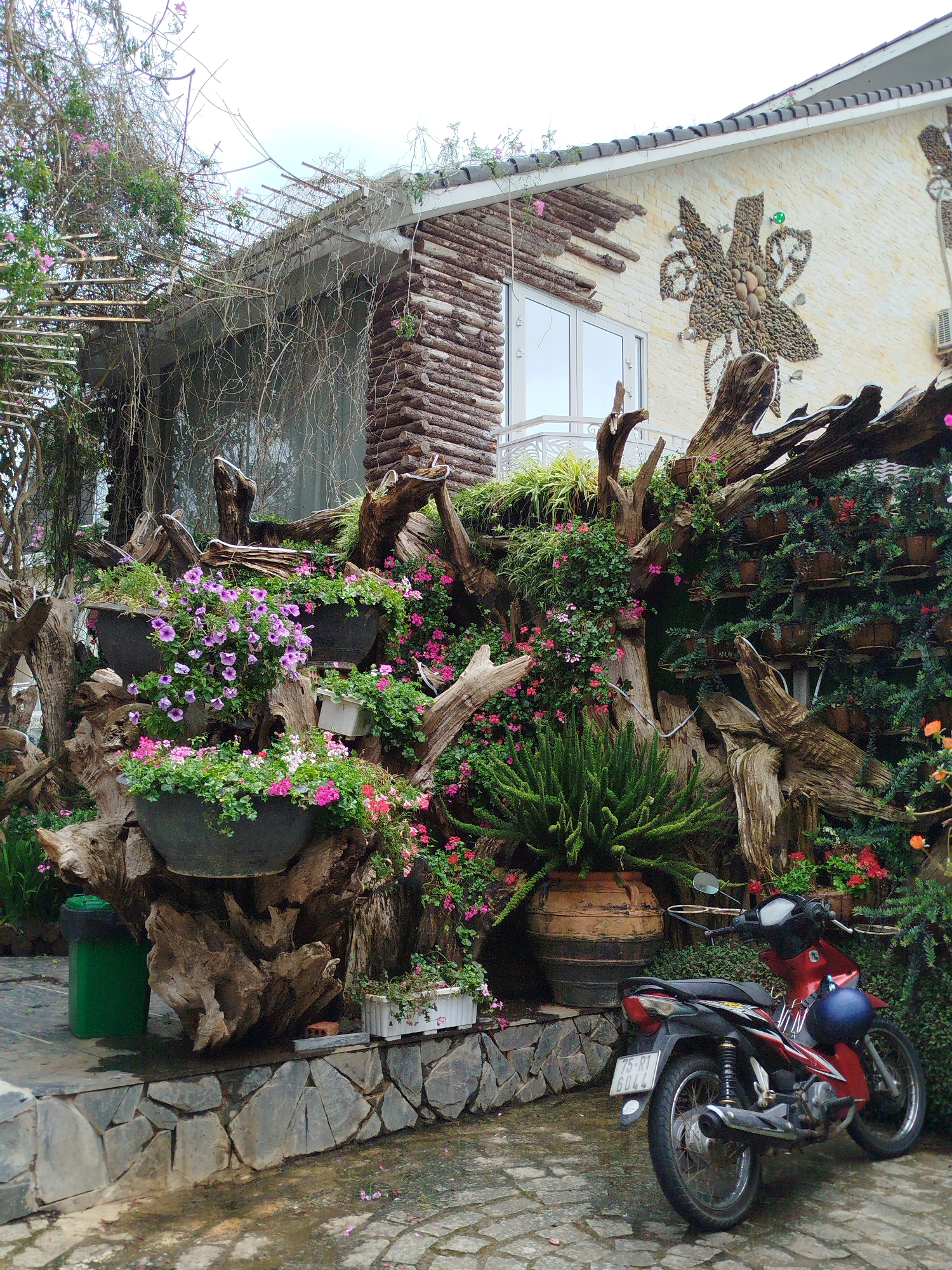 In Da Lat, Vietnam, a vibrant scene unfolds in front of a building characterized by a facade adorned with stone mosaic and log-like wood accents. The foreground is dominated by a motorcycle, a red scooter with a blue helmet resting on its seat, parked on a wet, stone-paved courtyard.
Behind the motorcycle, a dramatic display of landscaping features large, weathered tree roots creatively integrated with numerous potted plants. Hanging baskets overflow with purple petunias, while clusters of small pink and red flowers add splashes of color. A large, terracotta pot anchors a section of the display, and various greenery fills the spaces between the roots and pots. The stone mosaic on the building's exterior forms a floral pattern. The overall impression is one of a lush, artistic outdoor space, potentially a cafe, guesthouse, or private residence in Da Lat, known for its unique architecture and abundant plant life.