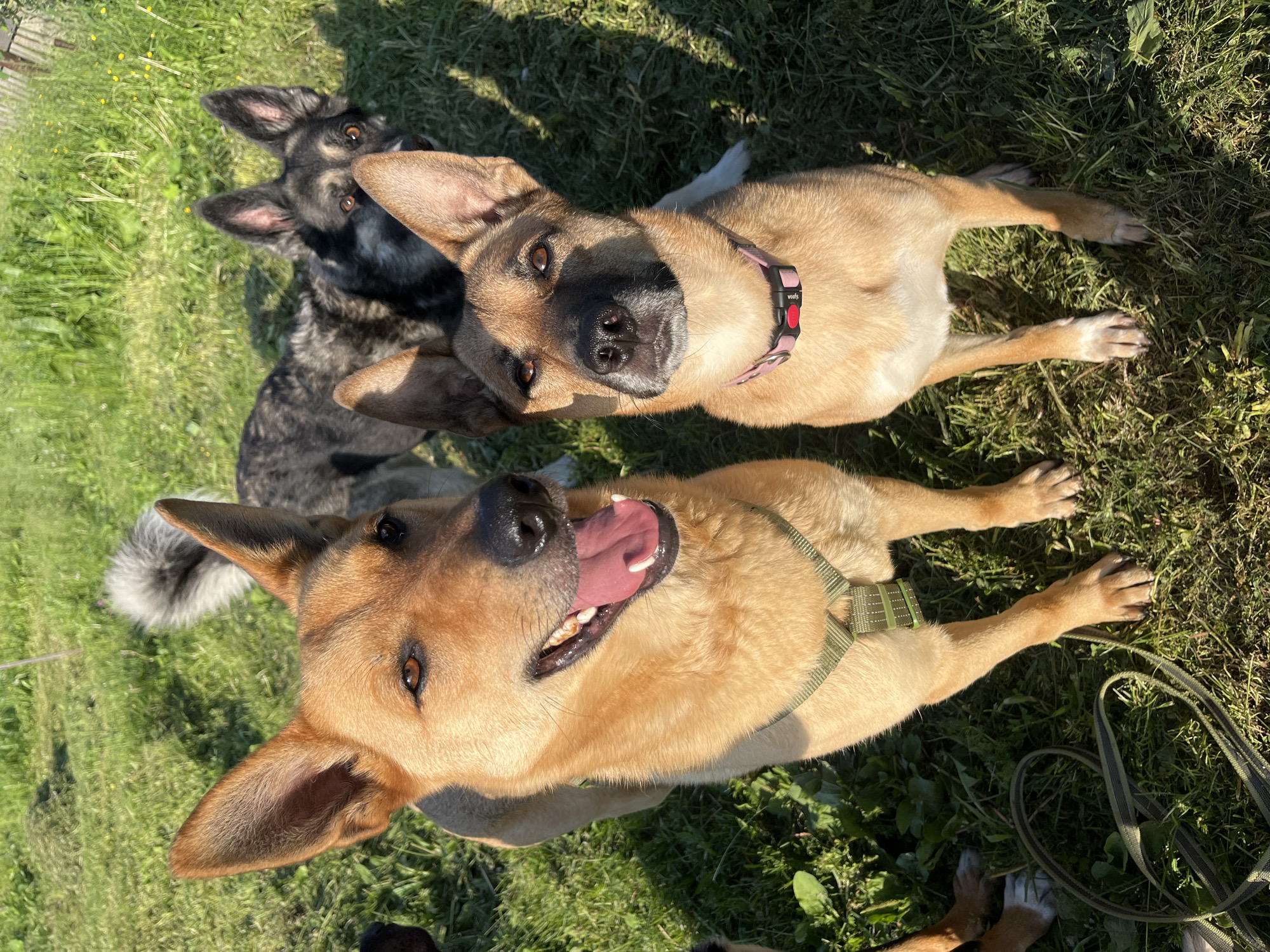The image shows a group of four dogs in a grassy outdoor area, likely a park or yard, under bright sunlight. The foreground features two tan-colored dogs, one larger and closer to the camera, with its mouth open and tongue hanging out. This dog wears a green harness. Beside it, a slightly smaller tan dog looks directly at the camera and wears a pink collar with a red buckle. In the background, two other dogs are visible: one is a darker, possibly gray and black, dog with its head turned away from the camera, and another dog with dark fur and lighter markings around its face is partially obscured. The environment is characterized by green grass and some sparse yellow flowers. There are no visible human subjects, vehicles, or buildings that would indicate a specific location within the city of Nizhny Tagil, Russia. The scene is entirely focused on the dogs and their natural surroundings.