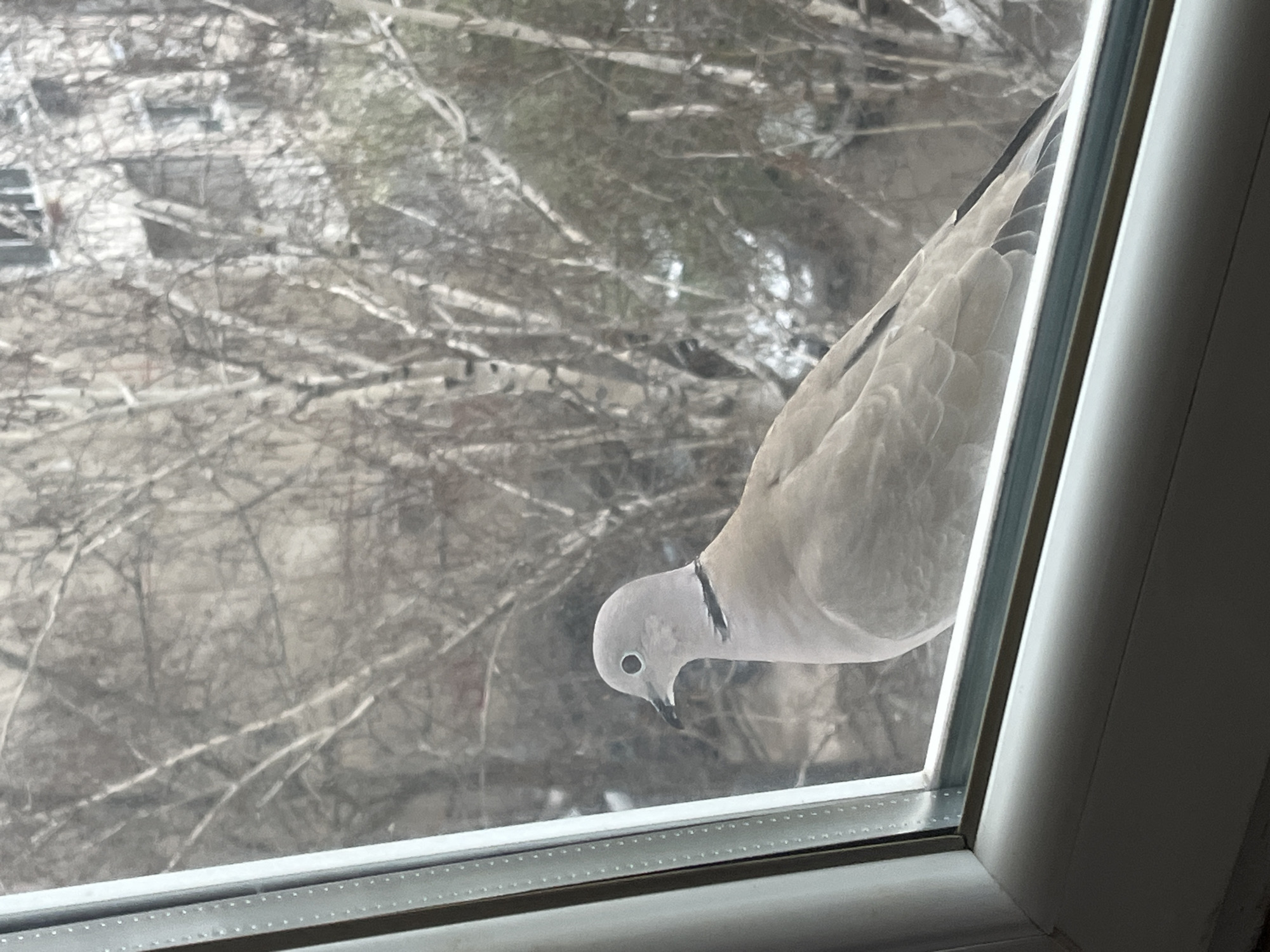 A European turtle dove (Streptopelia turtur) is perched on the outside of a closed window. The dove is light grey with a black collar, and it is looking down at something. The window is white and has a grey frame. Outside of the window is a blurred background of bare tree branches and buildings. The location is Plovdiv, Bulgaria, based on the type of bird and architecture in the background.