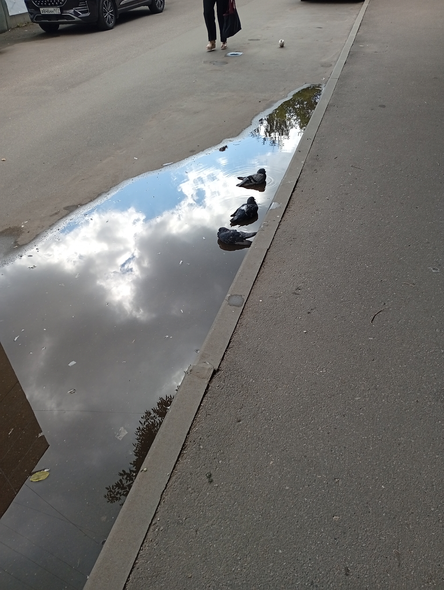 A puddle of water on an asphalt surface reflects a cloudy sky. Three pigeons are in the puddle. A person walks away from the viewer towards the upper right corner of the image. A dark-colored SUV is parked in the background.