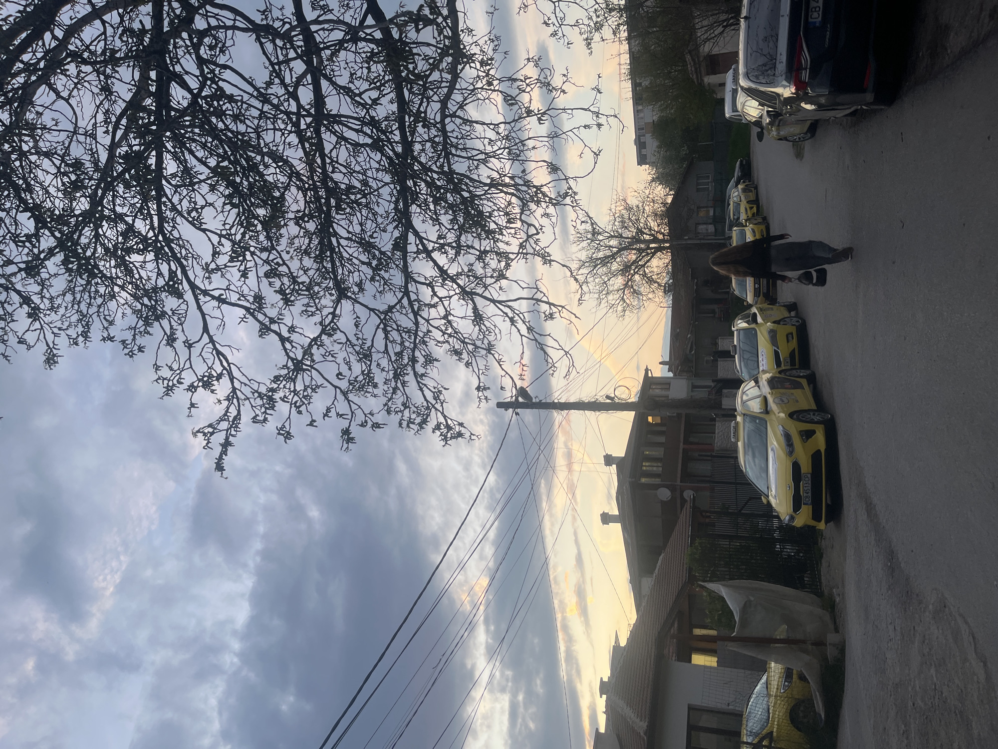 The image captures a street scene in Sofia, Bulgaria, at what appears to be either dusk or dawn, indicated by the low light and the warm, yellow and orange tones near the horizon contrasting with the grey, cloudy sky.
The paved street is lined with parked vehicles. On the right side, several yellow taxis are visible, common in Sofia, some displaying "TAXI" on their roof signs. One yellow taxi shows the Bulgarian license plate "03 4513 CP," and other cars, including a black one, have license plates starting with "CB," which is typical for Sofia. Behind the cars are residential buildings with roofs, and a utility pole with multiple overhead power lines crosses the sky.
A single person, seen from behind, is walking away from the viewer down the street. They have long, dark hair and are carrying a bag.
The upper left portion of the frame is dominated by the silhouette of a large, sparsely leafed tree, its intricate branches reaching across the cloudy sky. Another smaller tree is visible in the distance on the right. The overall impression is a quiet urban setting under a dramatic sky.