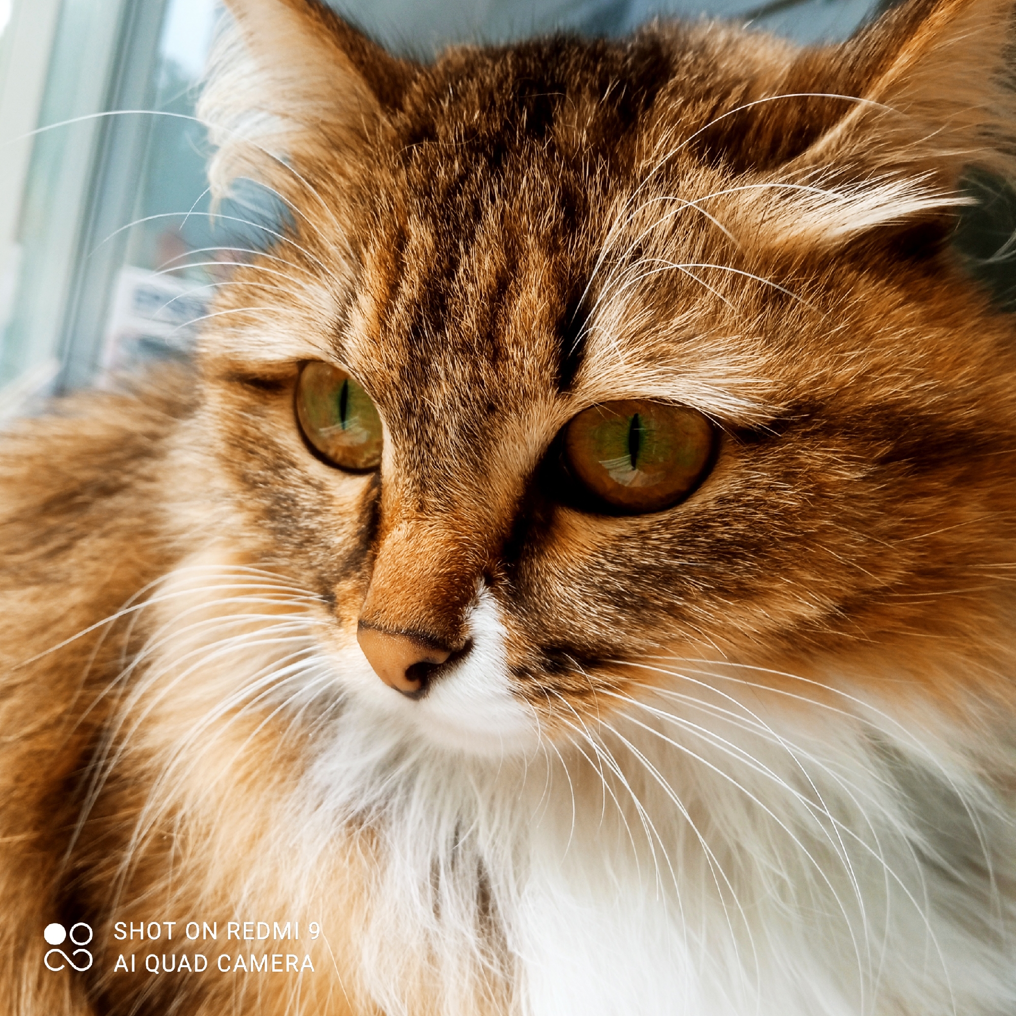This close-up portrait depicts a domestic cat, situated in the city of Chaikovsky, Russia. The cat's head and upper chest are visible, oriented with its gaze directed towards the upper left of the frame. The animal exhibits a coat with brown and ginger tabby markings on its head, ears, and neck, transitioning to a distinct white chest and muzzle. Its prominent eyes feature striking green-gold irises with vertically constricted pupils, reflecting an external light source. A small, pinkish-brown nose is centered on its face, above which numerous long, white whiskers extend outwards. The background is significantly blurred, showing light blue and grey tones consistent with an indoor setting adjacent to a window, with faint vertical elements perceivable on the left side. No human subjects are present in the image. A watermark in the lower-left corner indicates "SHOT ON REDMI 9 AI QUAD CAMERA".