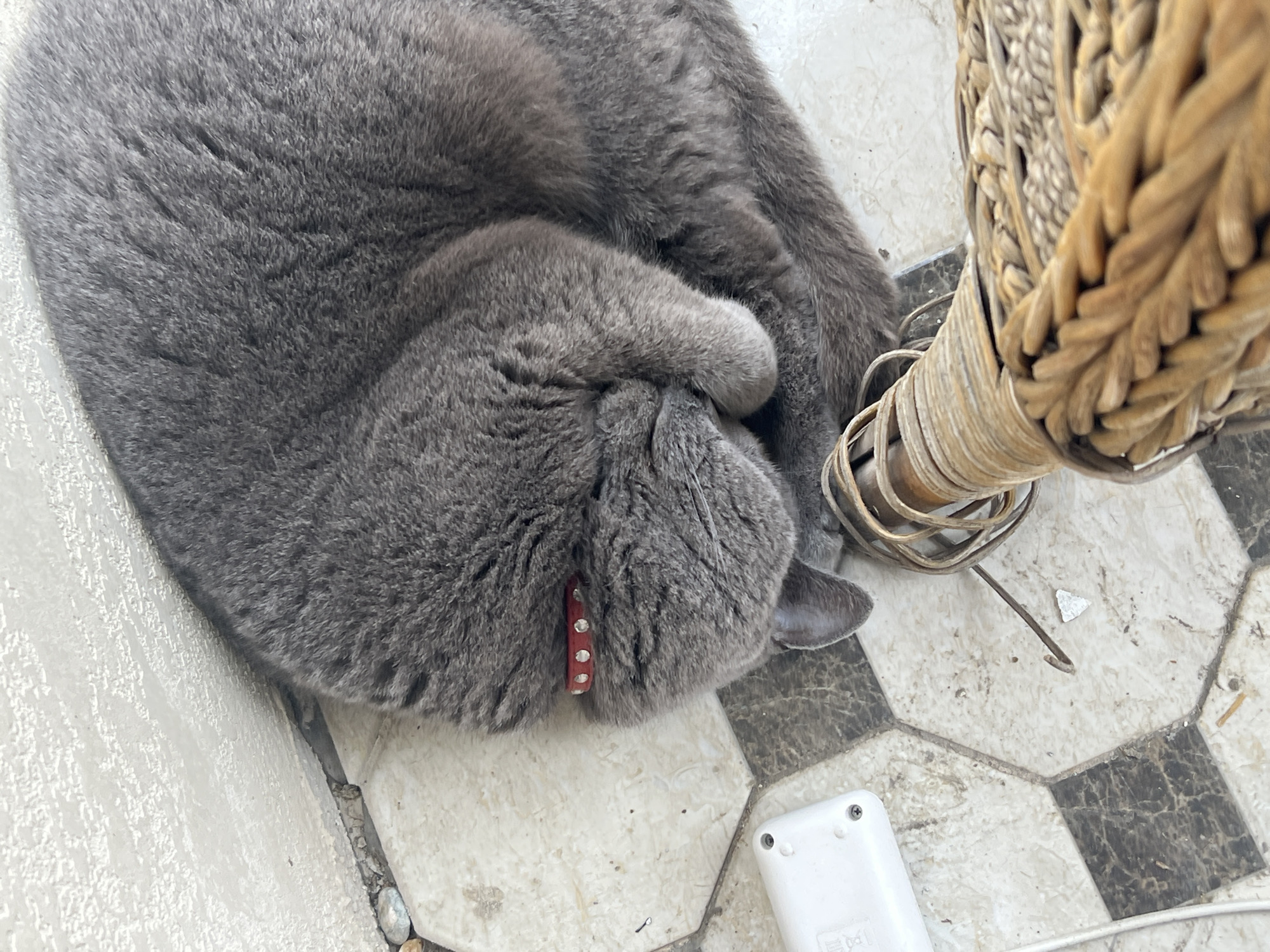 A grey cat with a red jeweled collar is curled up sleeping on a tiled floor next to a wall. The floor tiles are a checkerboard pattern of white and black squares with some decorative beige tiles. To the left of the cat is a white electronic device with screws. In the foreground, a woven wicker chair leg is visible, with a thin wire wrapped around it. The scene appears to be outdoors, possibly on a balcony or patio, given the presence of the wall and the tile pattern commonly found in outdoor spaces. The lighting suggests daylight. No people are present in the image. The location in Sochi, Russia is unknown.