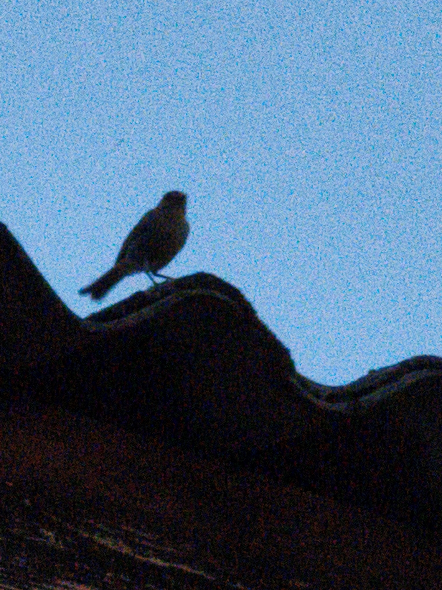 A lone bird is perched on a dark, curved surface, possibly a rooftop or embankment, against a bright, grainy blue sky. The bird is silhouetted and facing to the left, with its tail feathers extended. The foreground surface is rough and textured, appearing dark brown or black. The image is highly grainy, suggesting it was taken in low light conditions or with a high ISO setting. The scene is devoid of any human presence. No specific landmarks or identifying features are visible that would indicate the location in Steblivka, Ukraine.